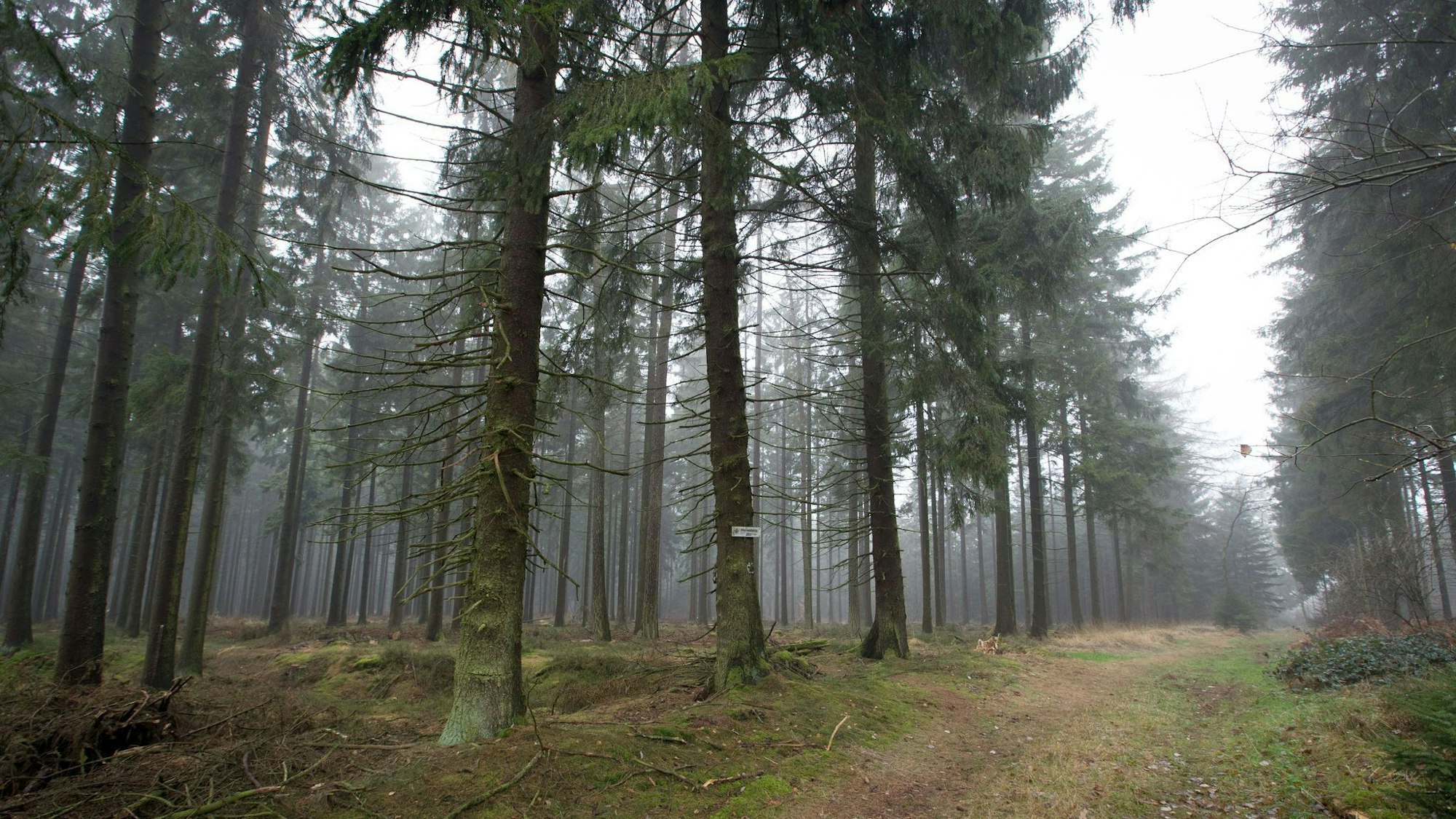 Die 80-Jährige wurde im Eggegebirge bei Willebadessen nach Tagen lebend gefunden. (Archivbild)