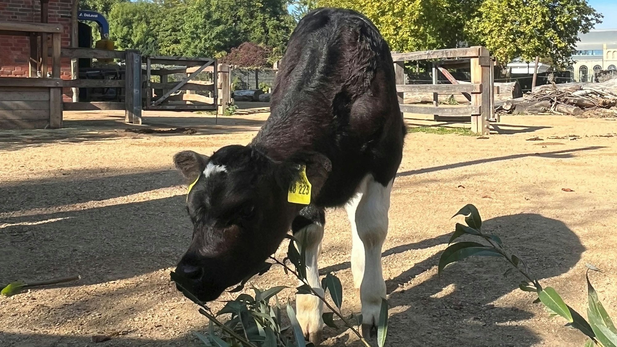Noch ist das Baby von Lara und Kalle ohne Namen