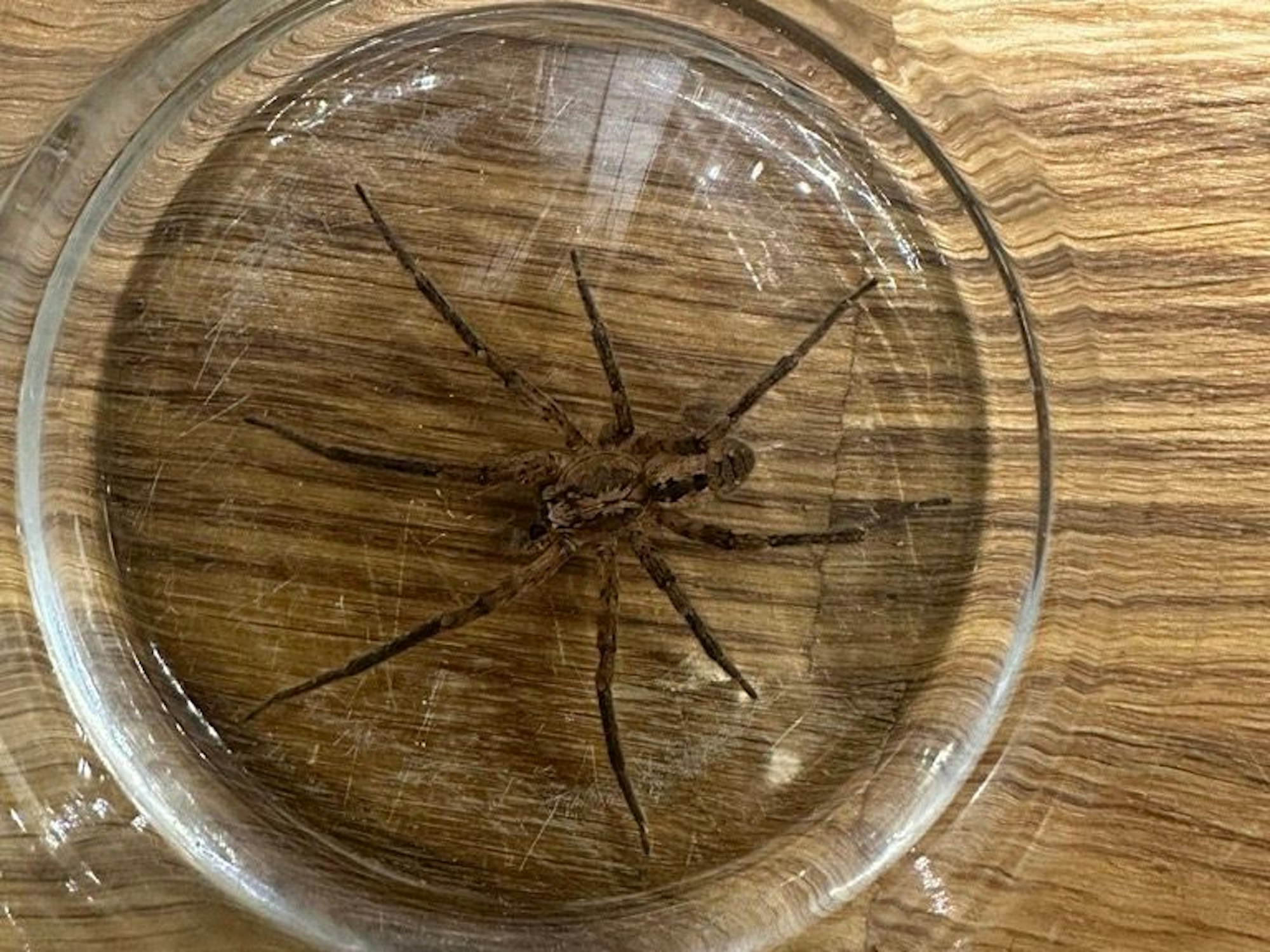 Die Kölner Nosferatu-Spinne: Die eindeutige Färbung und das markante Muster auf dem Körper ist deutlich zu erkennen.