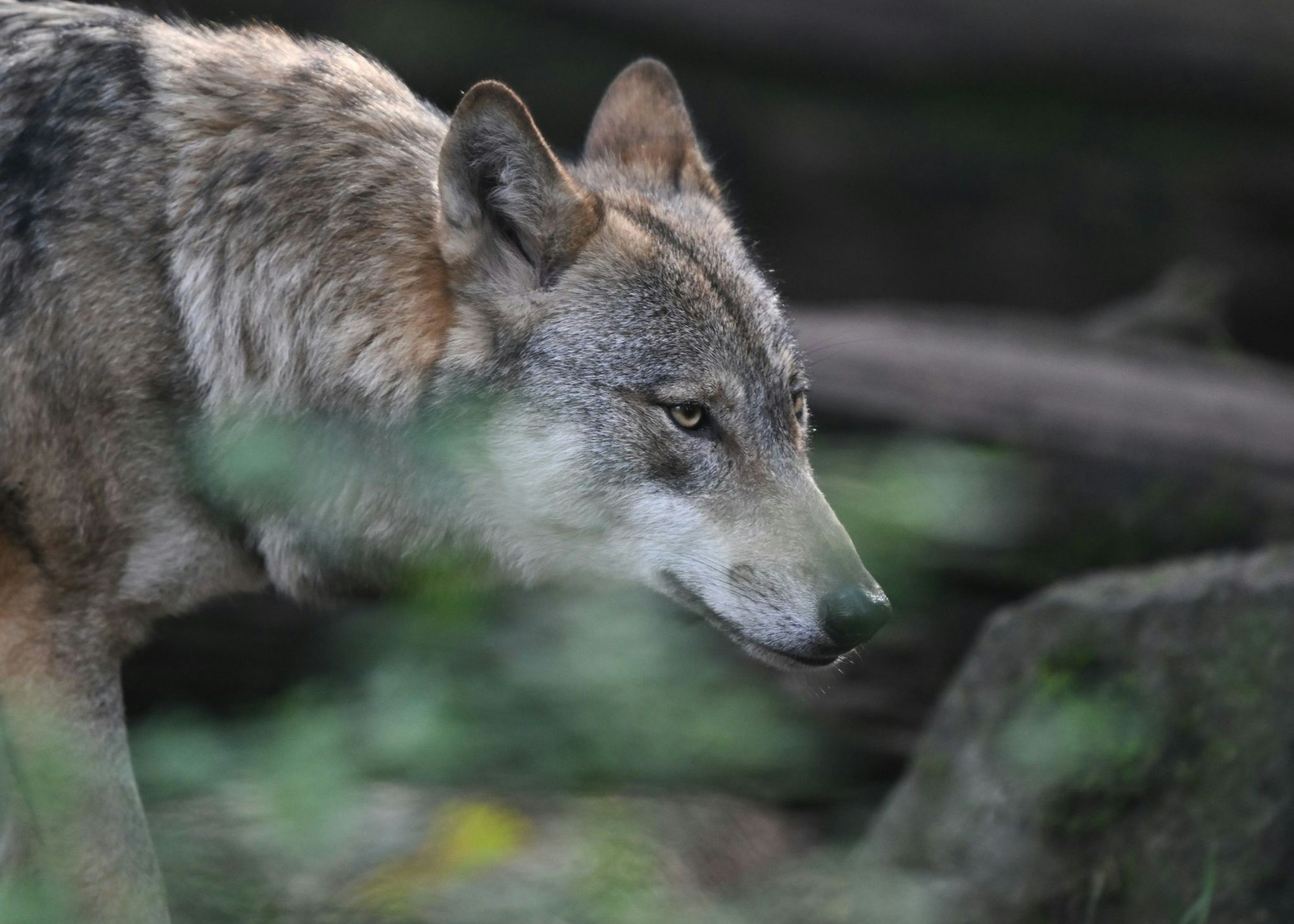 Ein Wolf streift durch einen Wildpark. In NRW leben immer mehr der Tiere in der Wildnis. (Symbolbild)