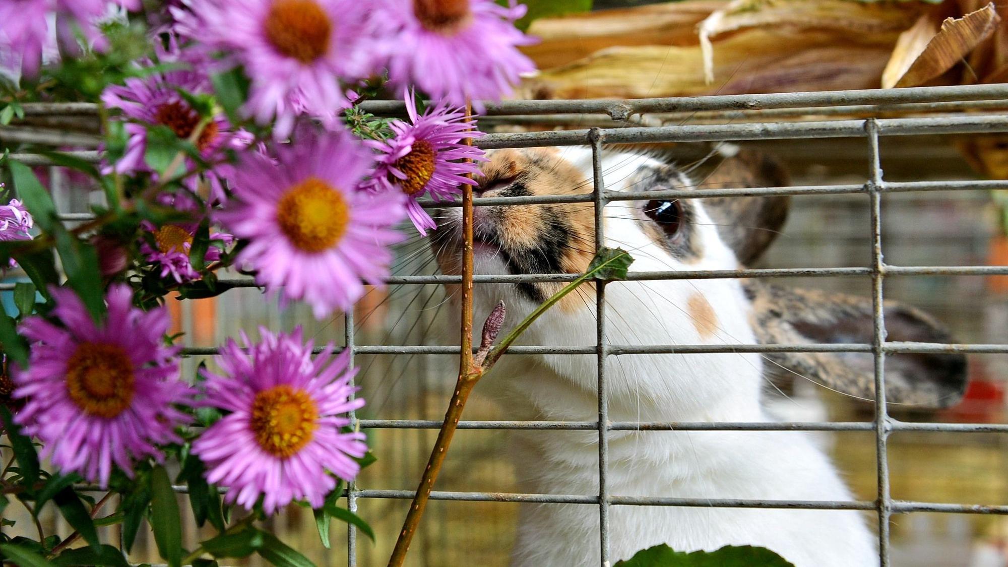 Ein Kaninchen knabbert an Blumen.