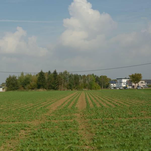Das Bild zeigt eine Ackerfläche und Bäume am Dorfrand von Kirchheim.