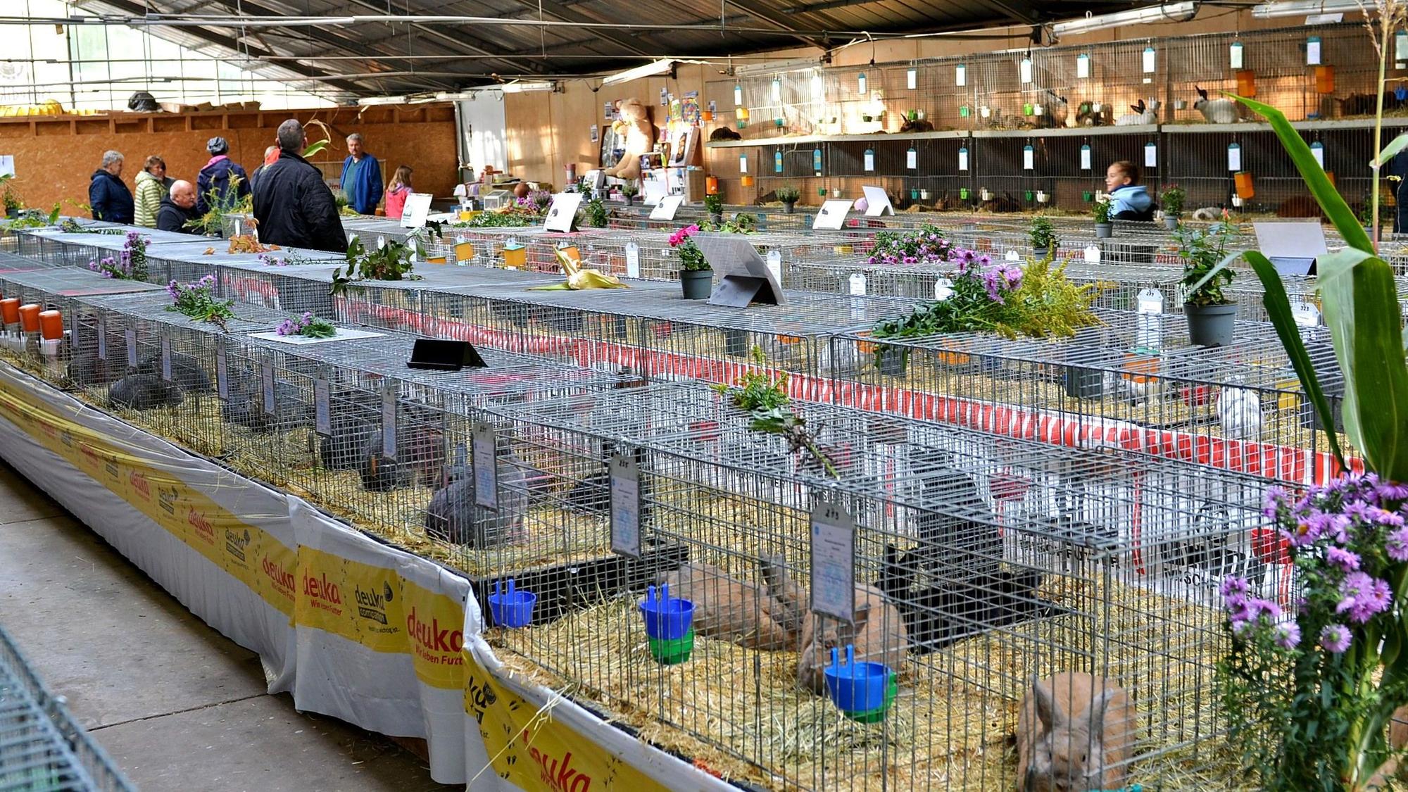 Die Kaninchenkäfige sind in langen Reihen aufgebaut.