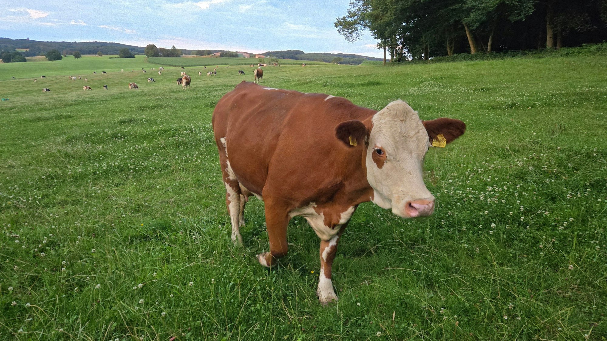 Eine Kuh mit anderen Kühen auf einer Weide. (Symbolfoto)