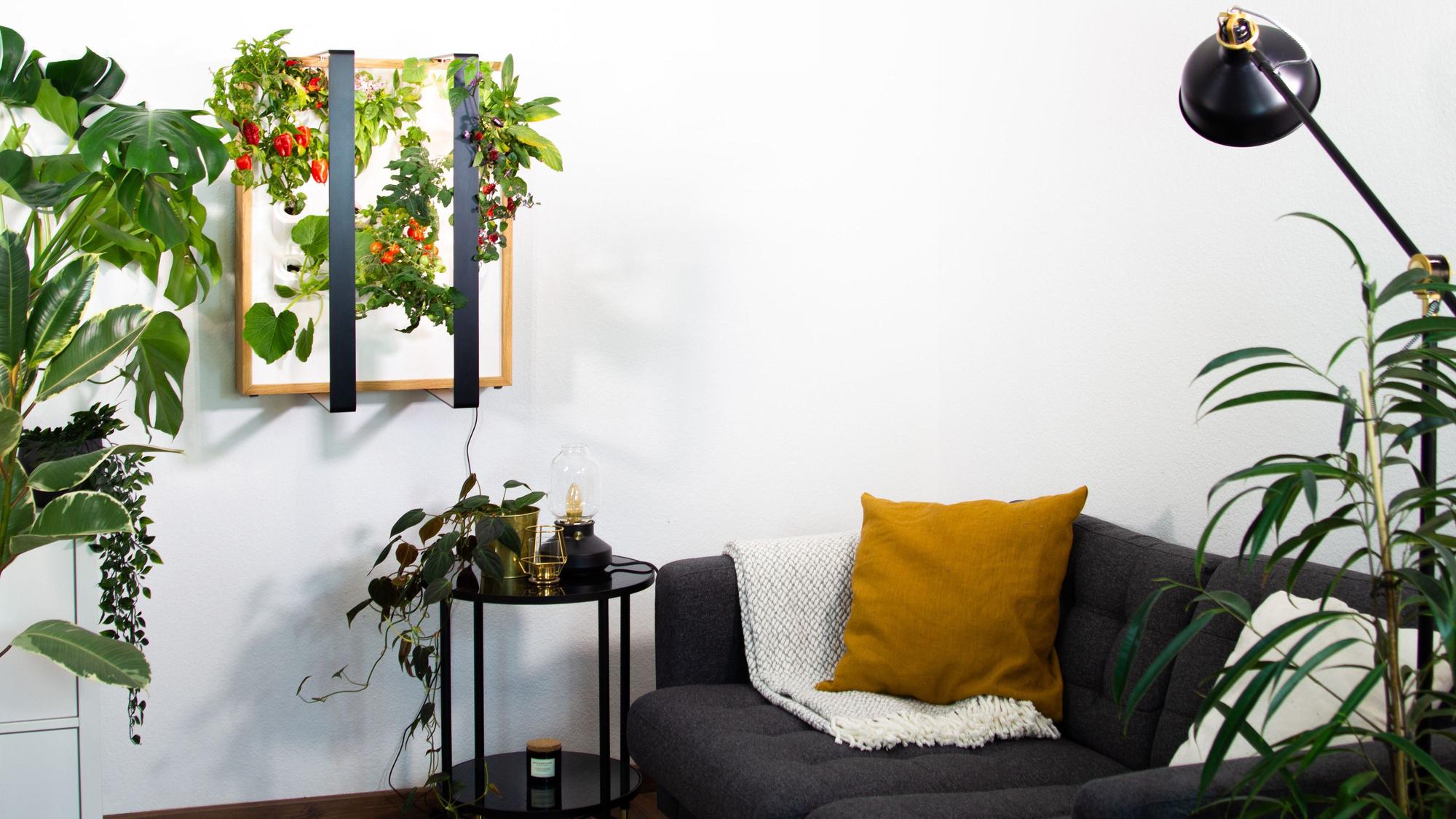 Indoor-Garten: Aus einem beleuchteten Holzkasten wachsen Gemüse und Kräuter.