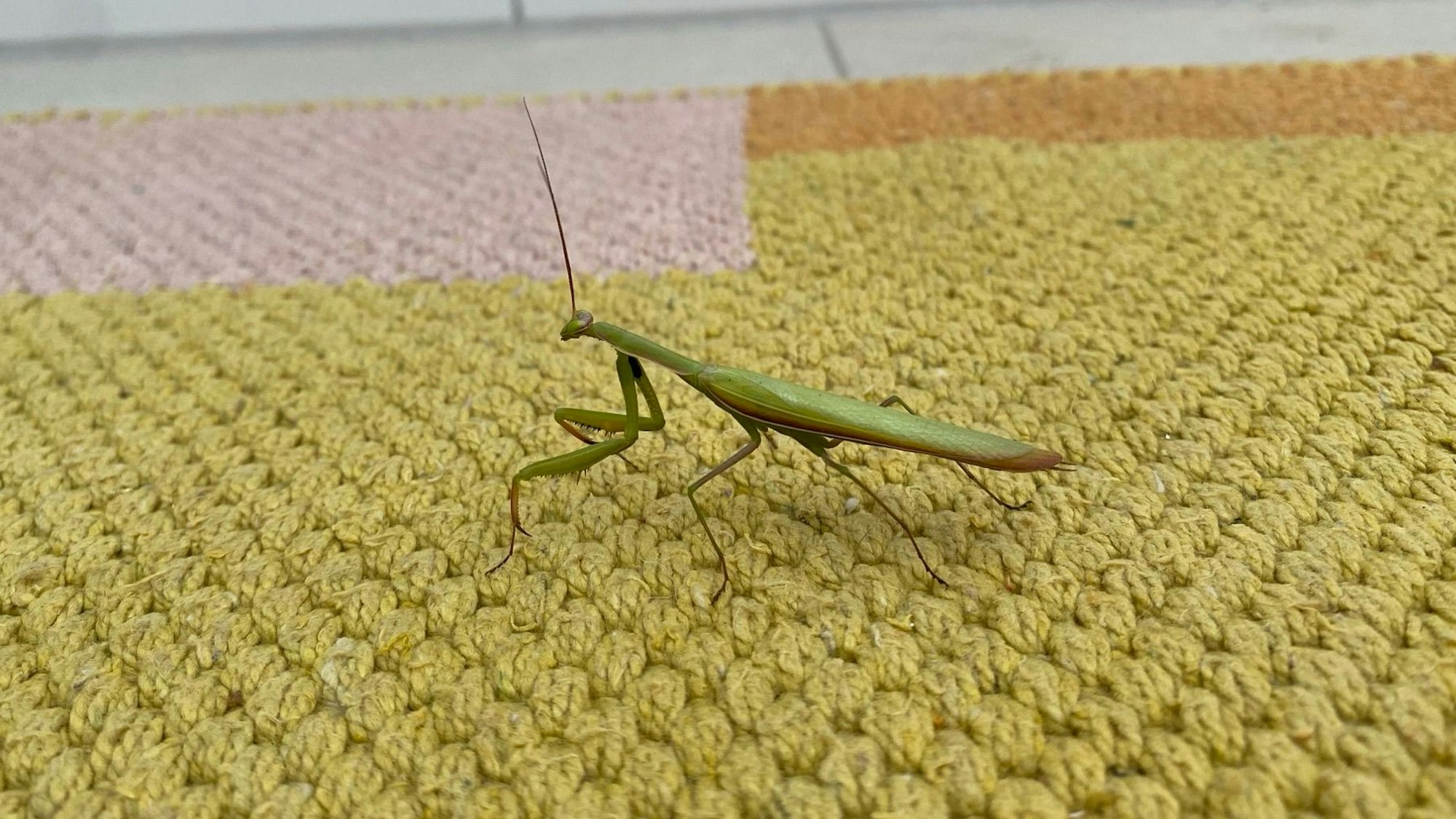 Eine Gottesanbeterin hat sich in ein Gebäude verirrt.