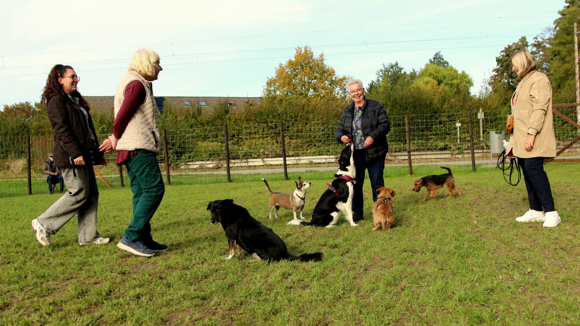 Menschen und Hunde stehen auf einer Wiese.