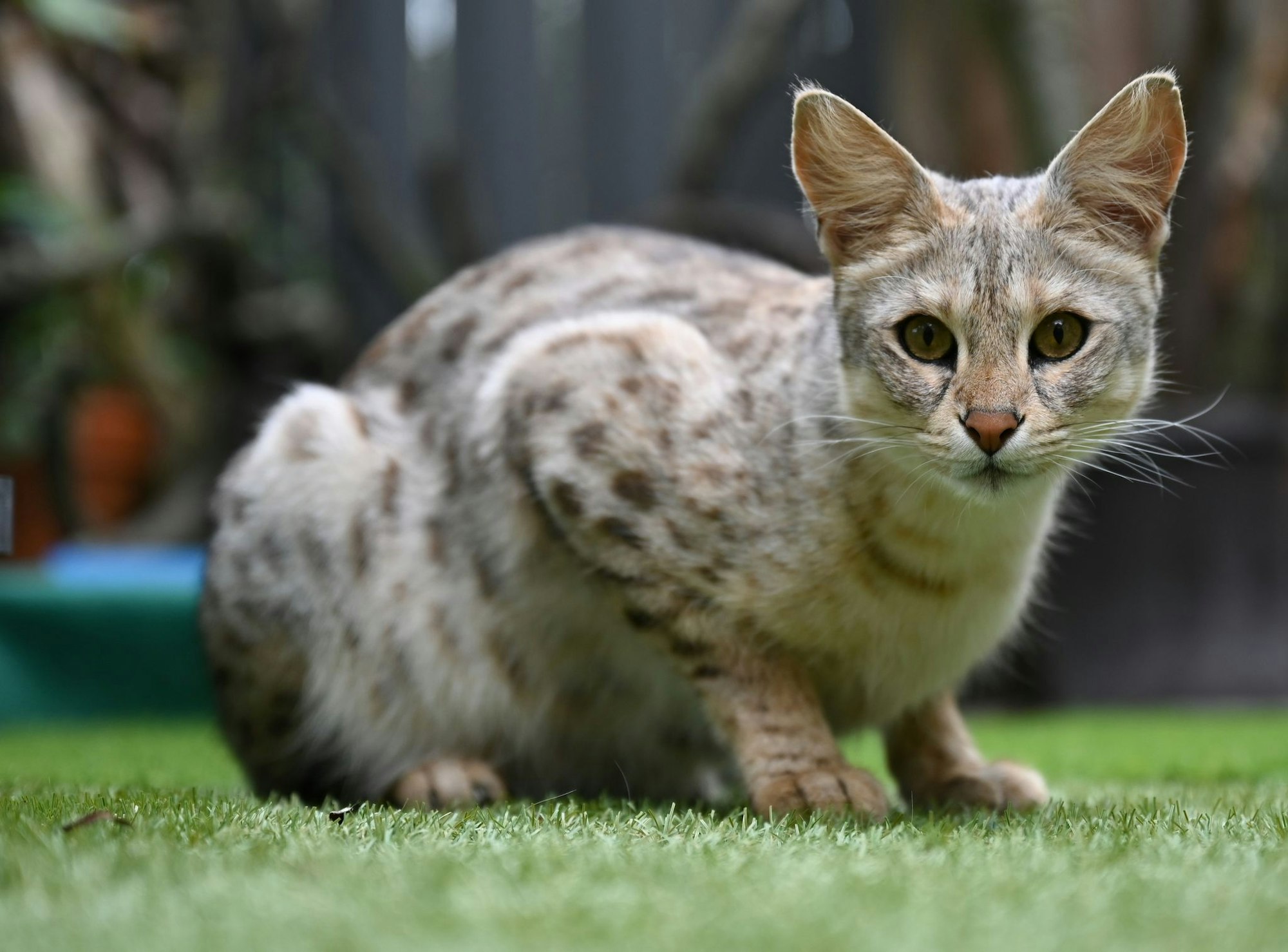 Eine Savannah-Katze der ersten Generation im Gehege ihrer Züchter (Symbolbild)