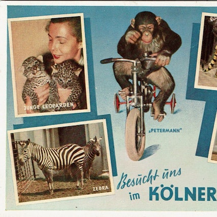 Schimpanse Petermann war das Vorzeige-Äffchen des Kölner Zoos, 1985 verletzte er Direktor Gunther Nogge schwer.