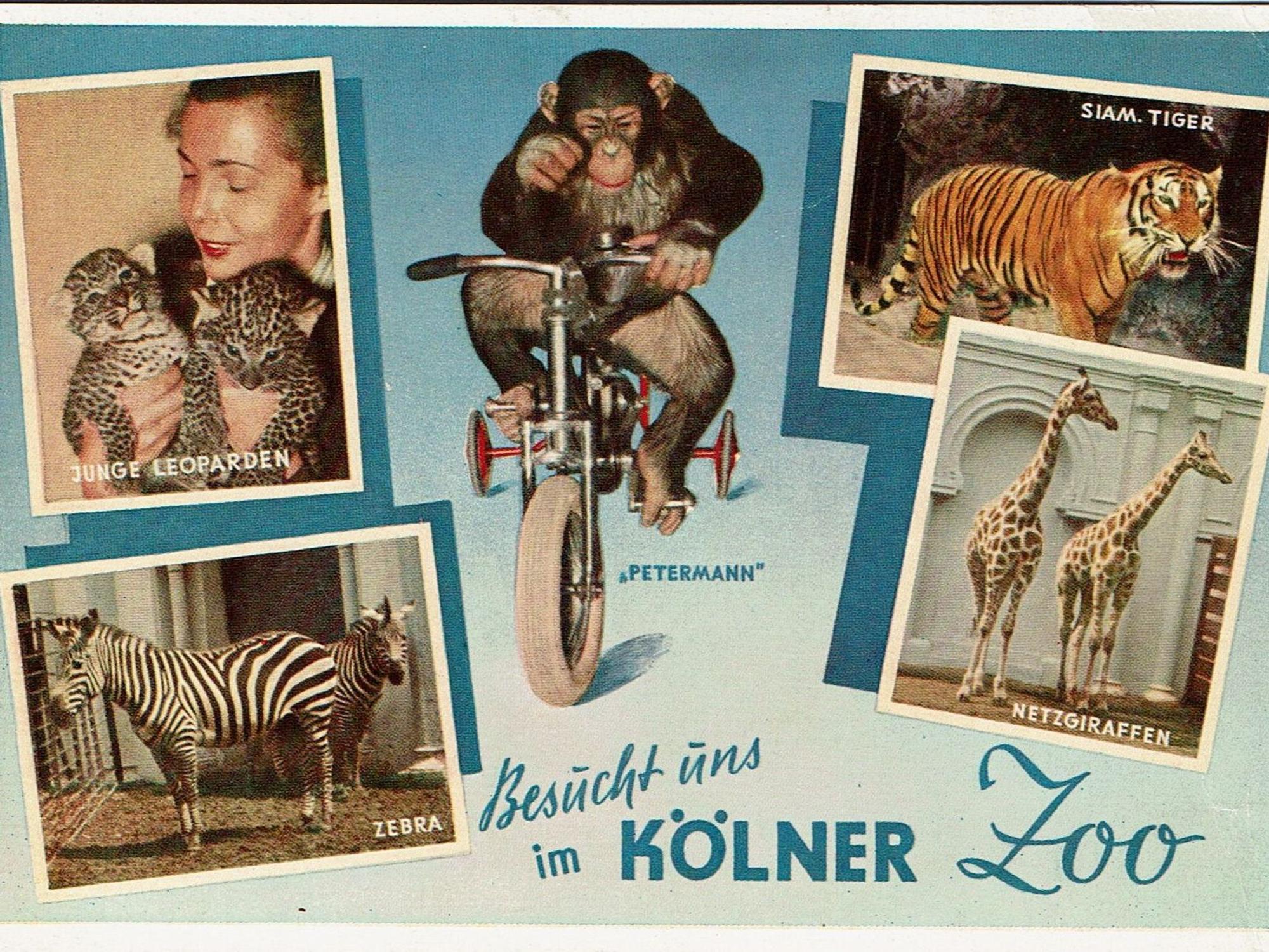 Schimpanse Petermann war das Vorzeige-Äffchen des Kölner Zoos, 1985 verletzte er Direktor Gunther Nogge schwer.