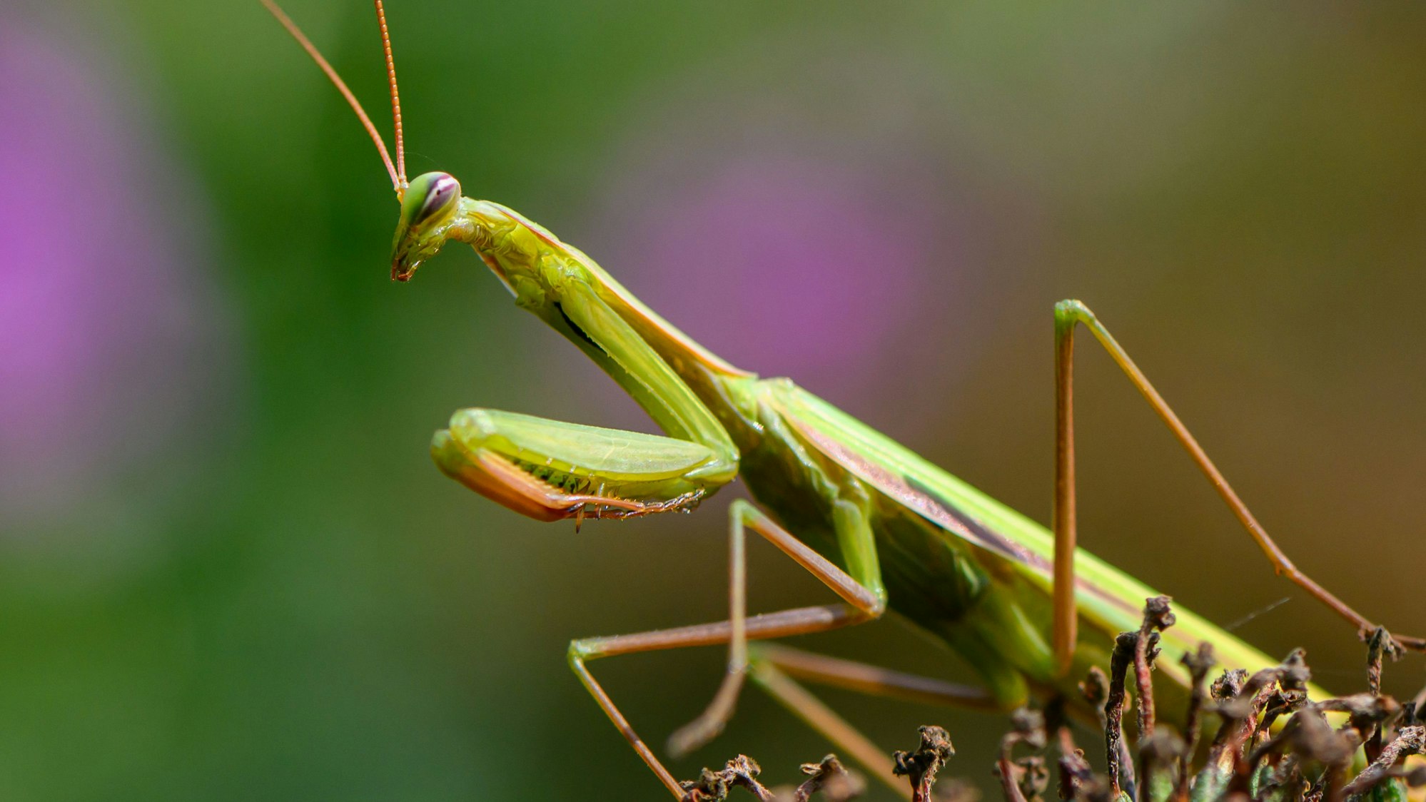 Eine Europäische Gottesanbeterin (Mantis religiosa) ist auf einer Pflanze in einem Garten zu sehen.