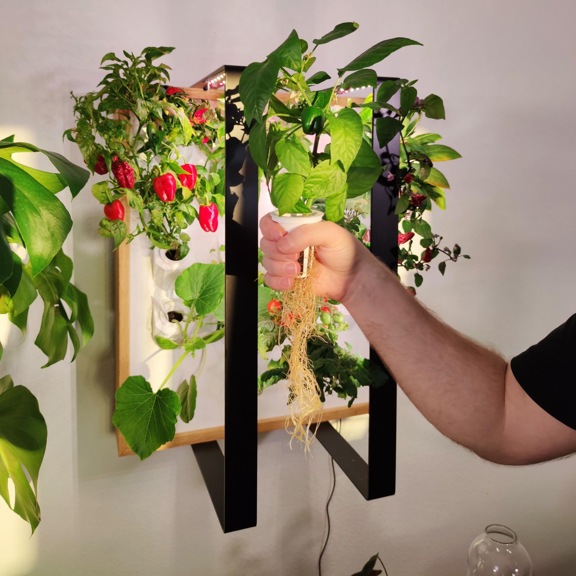 Der Wandkasten mit schon groß gewachsenen Pflanzen ist zu sehen. Eine Hand hält einen Kräutertopf in die Kamera.