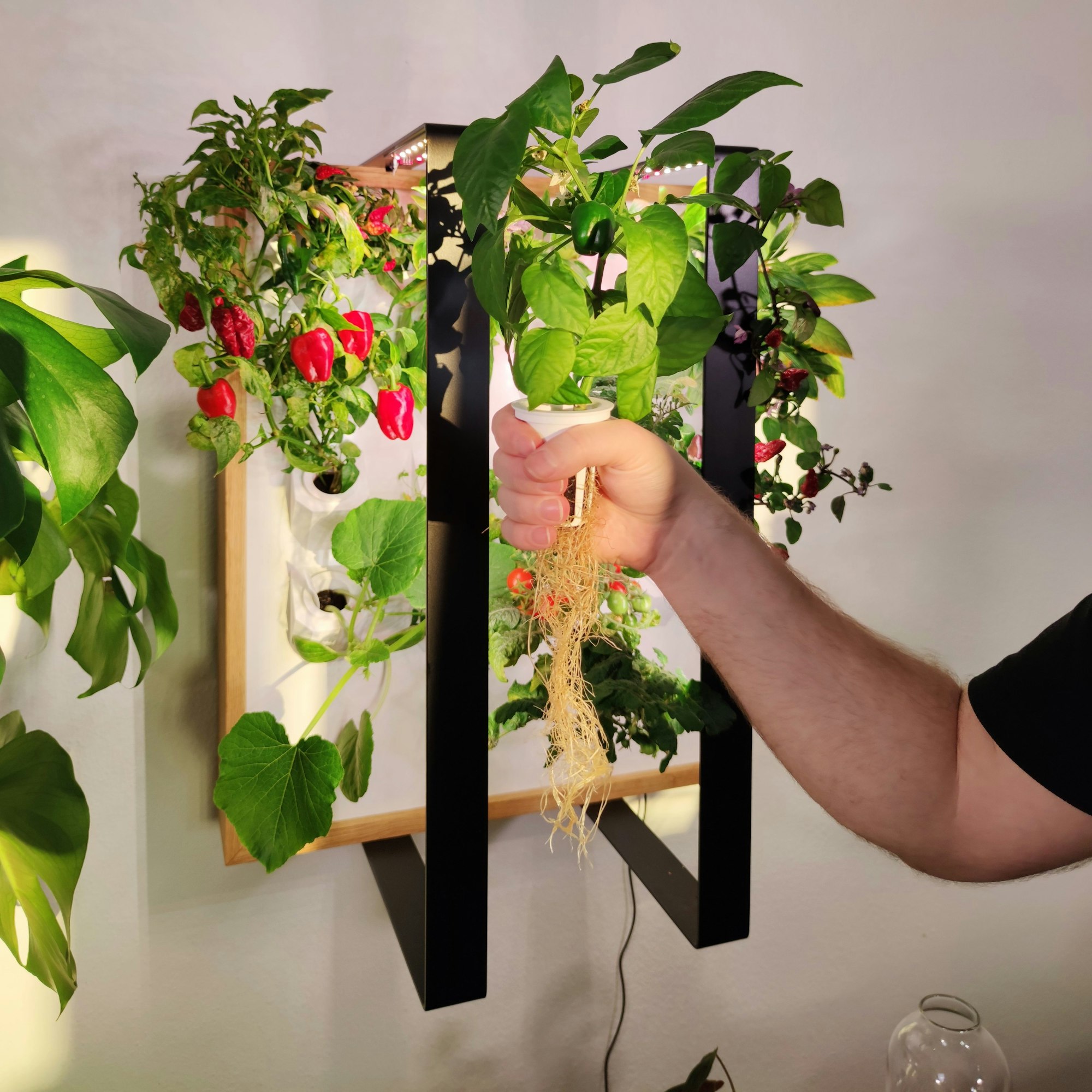 Der Wandkasten mit schon groß gewachsenen Pflanzen ist zu sehen. Eine Hand hält einen Kräutertopf in die Kamera.