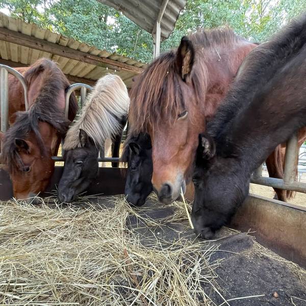 Dieter Pierkes hat in seinem Pferdepensionsstall in Euskirchen-Stotzheim im Auftrag des Veterinäramtes des Rhein-Sieg-Kreises sechs Isländer aufgenommen.