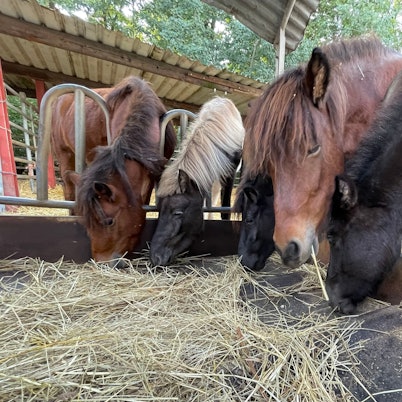 Dieter Pierkes hat in seinem Pferdepensionsstall in Euskirchen-Stotzheim im Auftrag des Veterinäramtes des Rhein-Sieg-Kreises sechs Isländer aufgenommen.