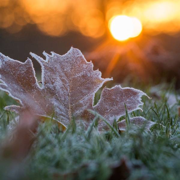 Reif bedeckt während des Sonnenaufgangs ein Blatt auf einer Wiese.