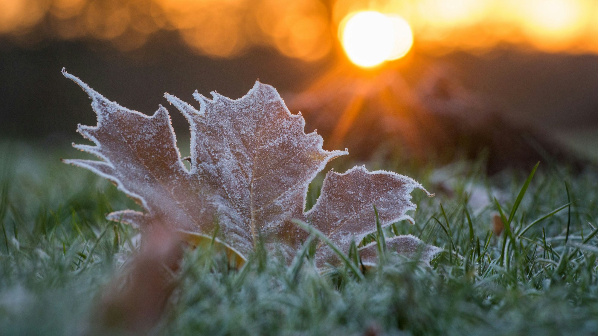 Reif bedeckt während des Sonnenaufgangs ein Blatt auf einer Wiese.
