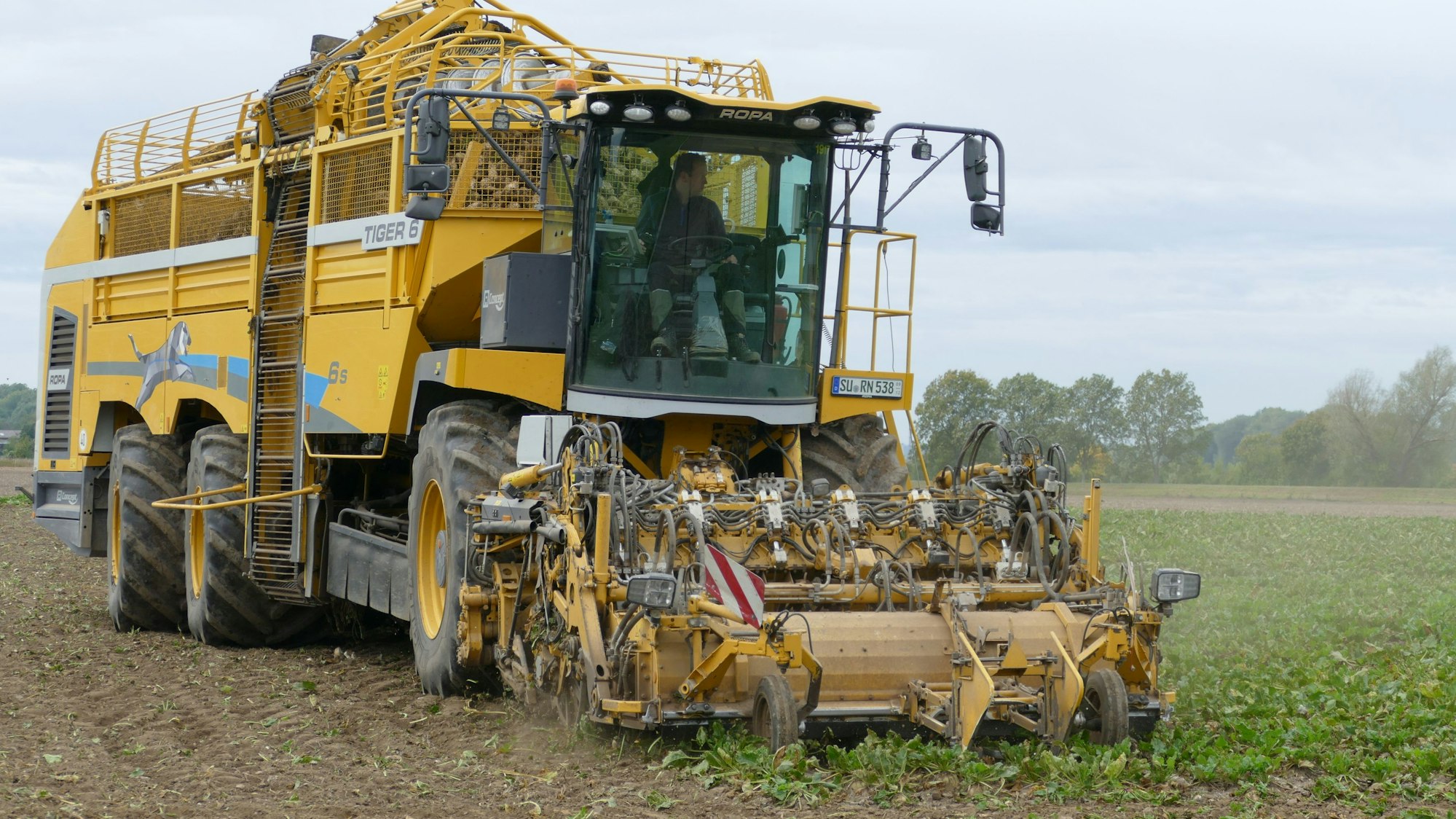 Der Rübenroder gräbt die Zuckerrüben aus, putzt sie und sammelt sie in seinem Bunker.