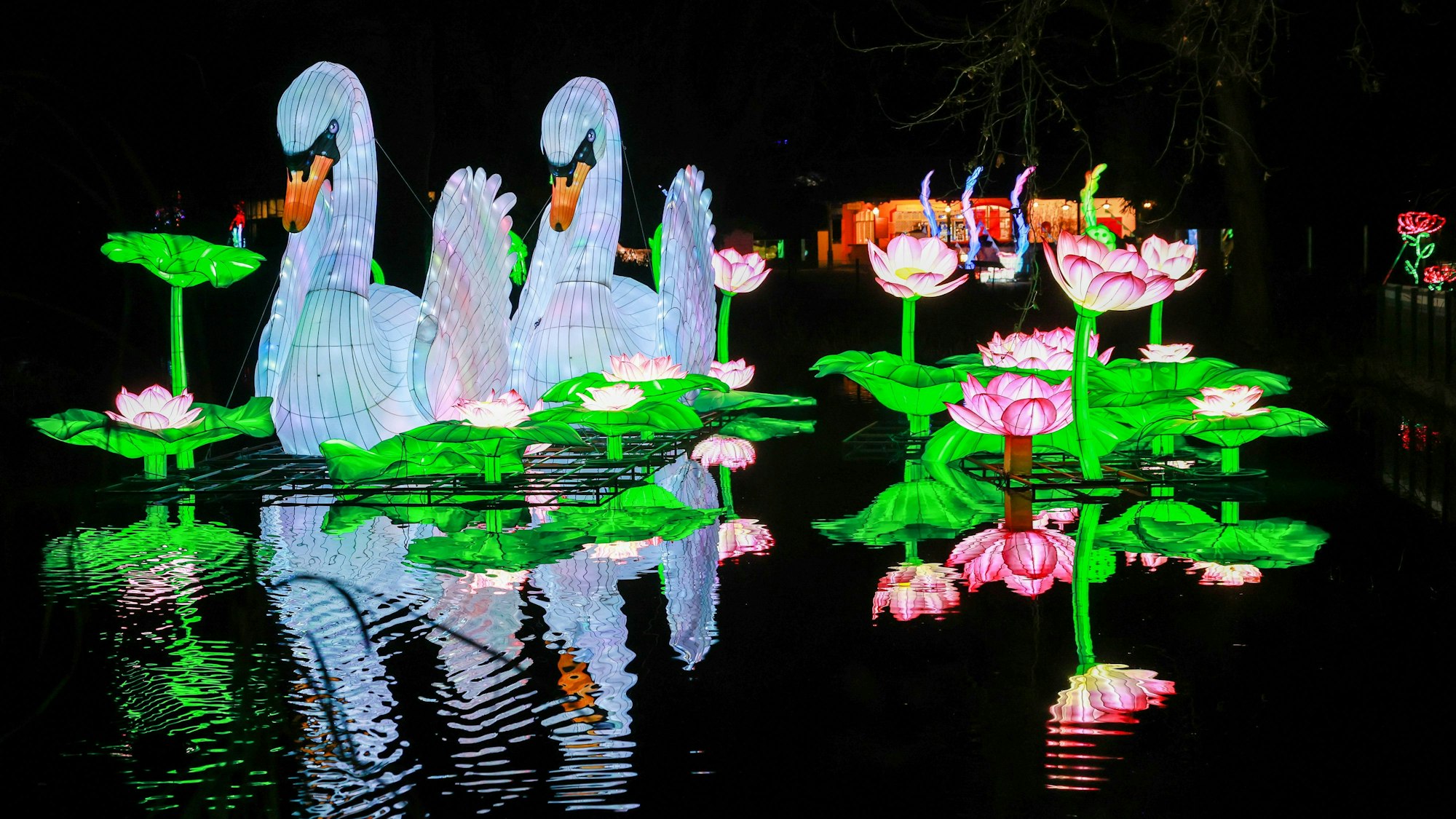 Bei China Lights im Kölner Zoo erstrahlt der ganze Zoo mit illuminierten Tieren und Gestalten in hellem Lichterglanz, wie hier zu sehen mit beleuchteten Schwänen und Blumen. (Archivbild 2024)