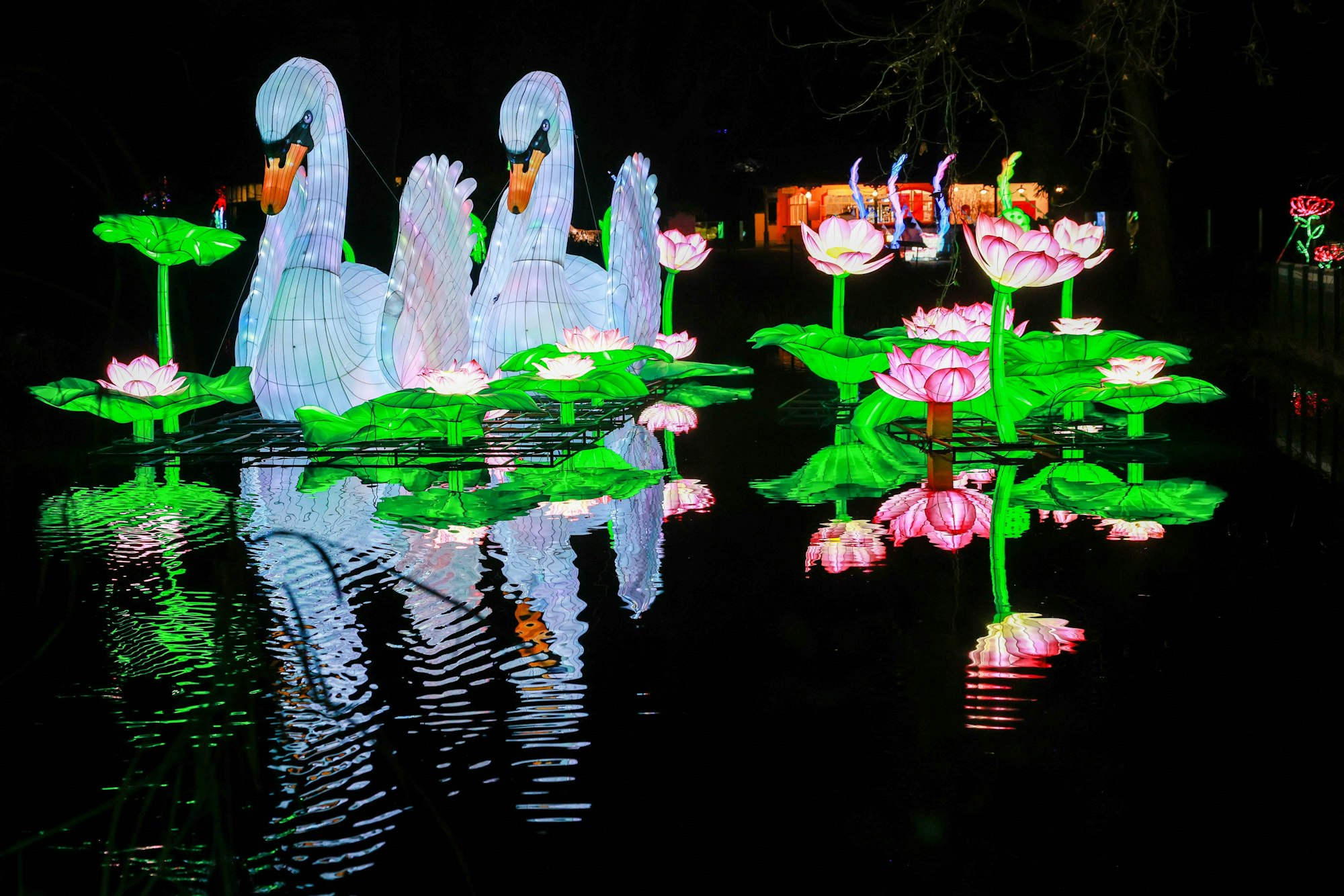 12.12.2024, Köln: China Lights im Kölner Zoo.
copyright Michael Bause