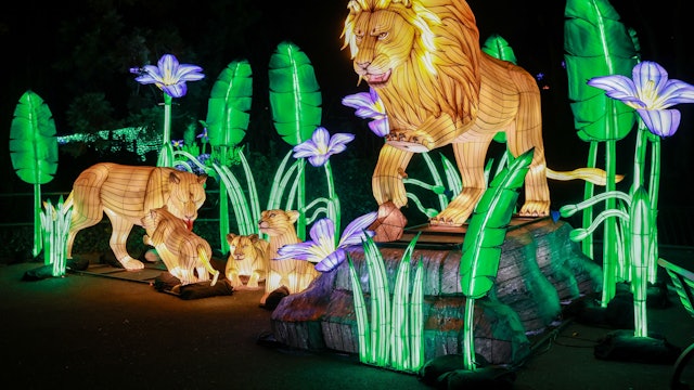 Magische China Lights im Kölner Zoo: Jetzt 10x4 Tickets für die große Lichtershow 2025/26 gewinnen.