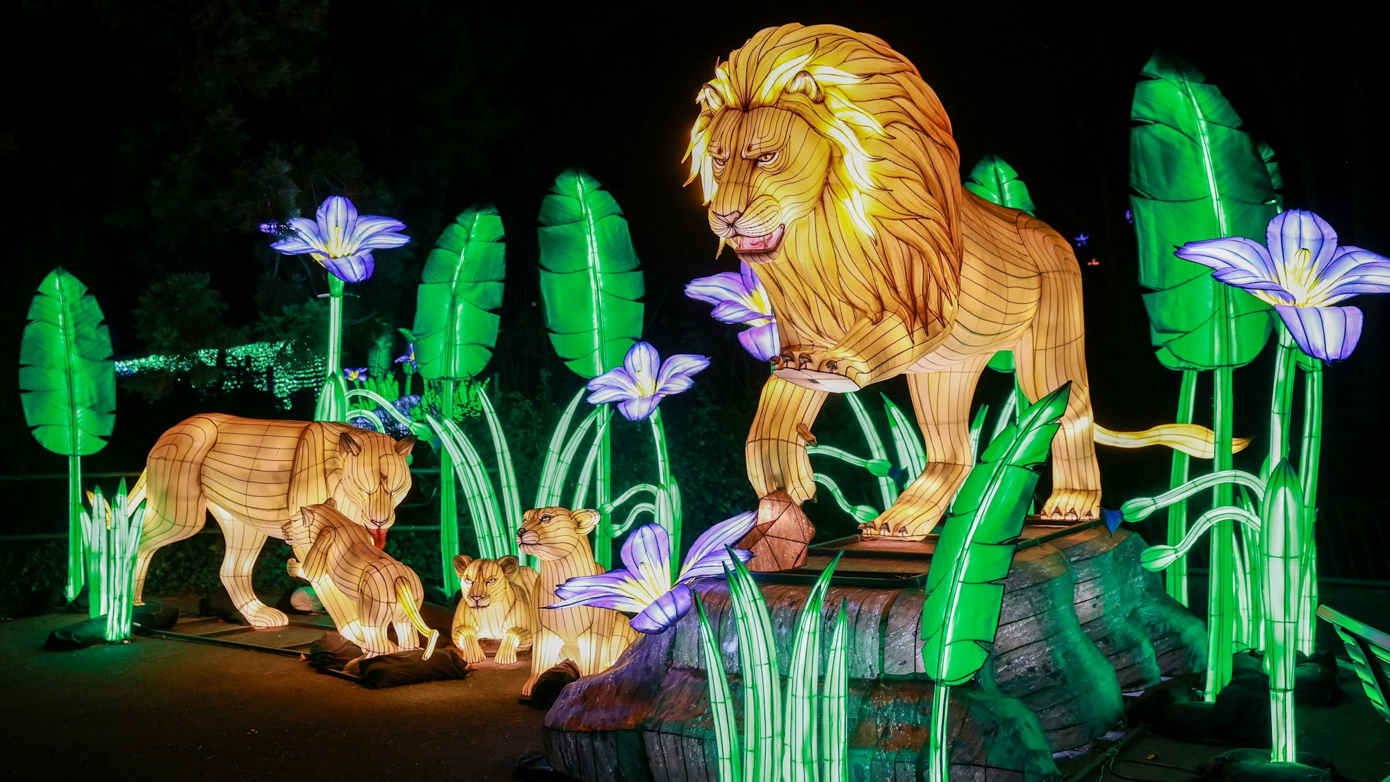 Magische China Lights im Kölner Zoo: Jetzt 10x4 Tickets für die große Lichtershow 2025/26 gewinnen.