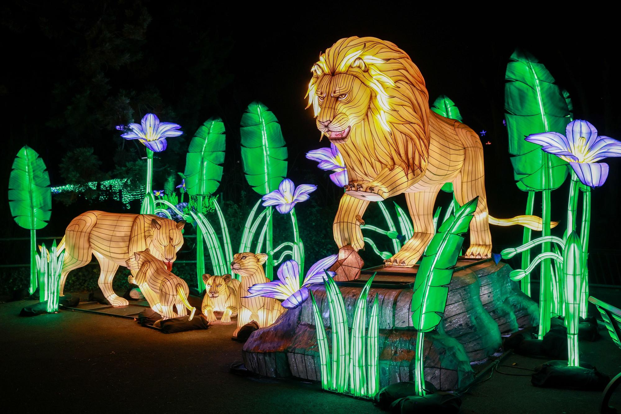 Bei China Lights im Kölner Zoo erstrahlt der ganze Zoo mit illuminierten Tieren und Gestalten in hellem Lichterglanz, wie hier mit einer beleuchteten Löwenfamilie. (Archivbild 2024)