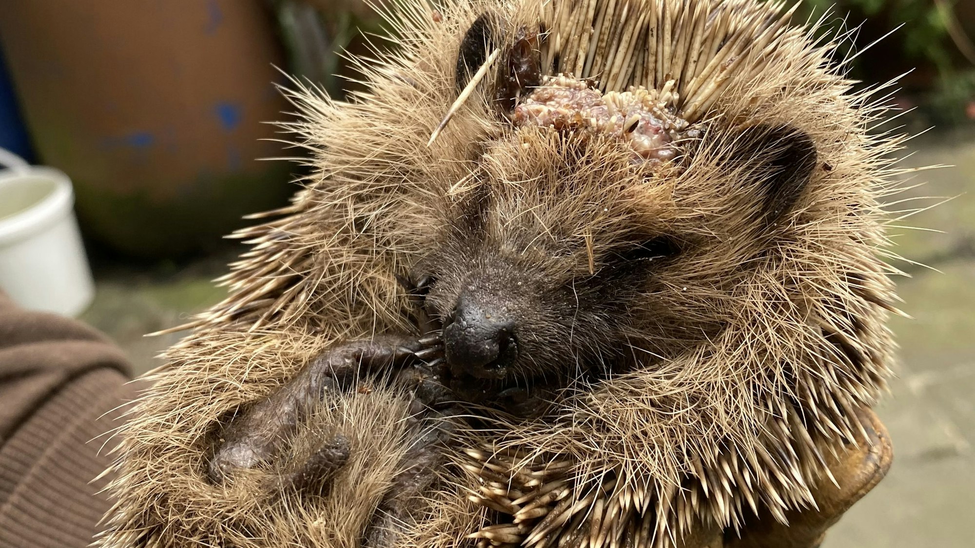 Ein Igel mit verletztem Kopf