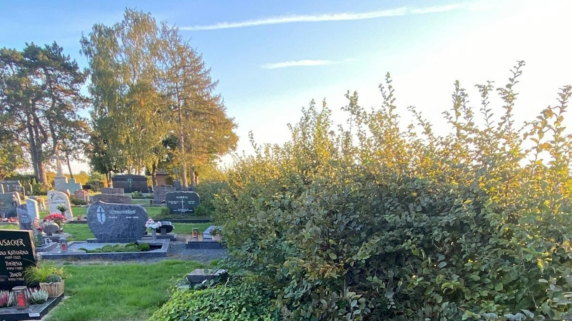 Die Aufnahme zeigt eine Hecke, die über ein Grab wächst.