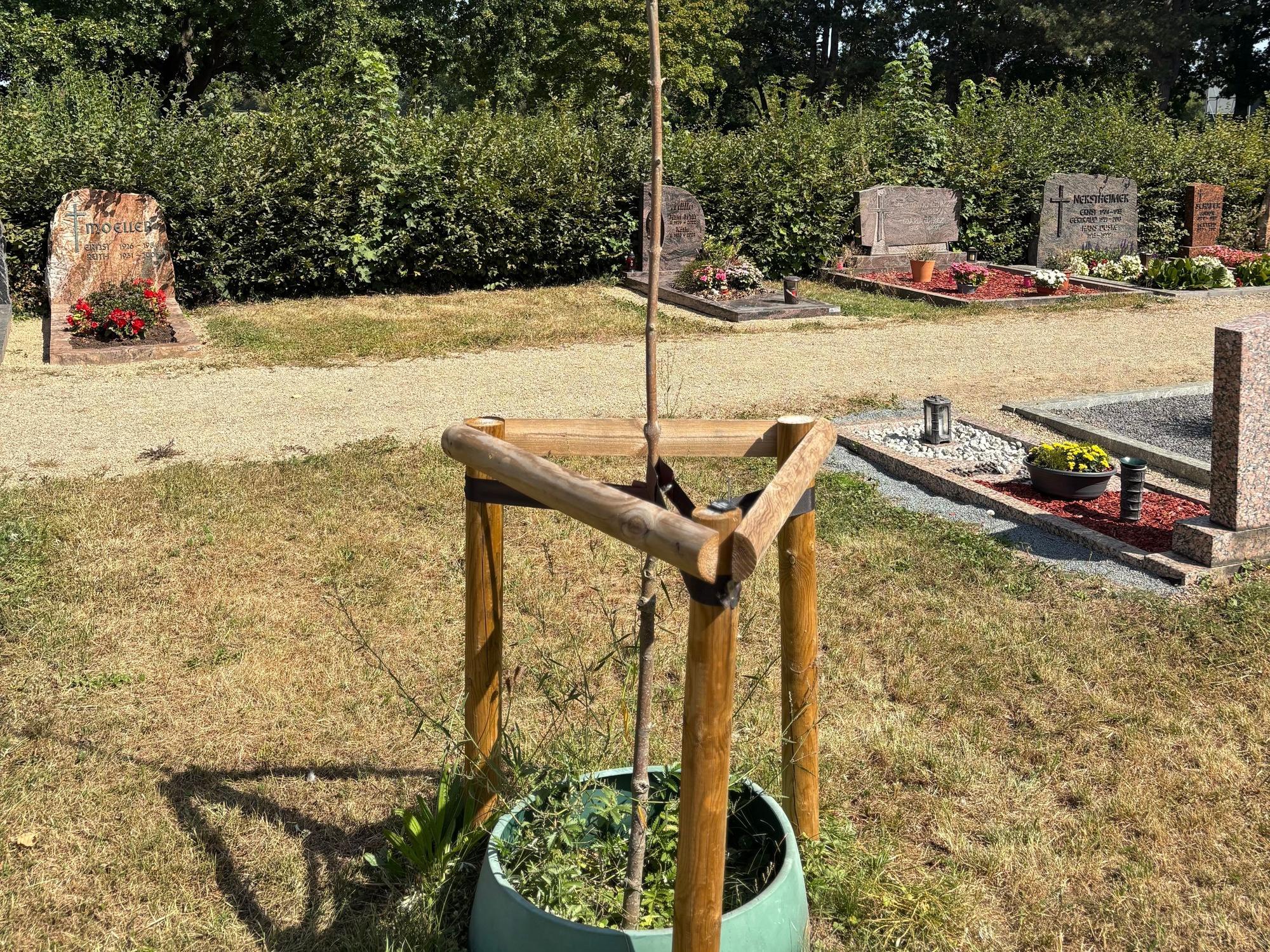 Ein neu gepflanzter Baum auf dem Weilerswister Friedhof an der Bliesheimer Straße