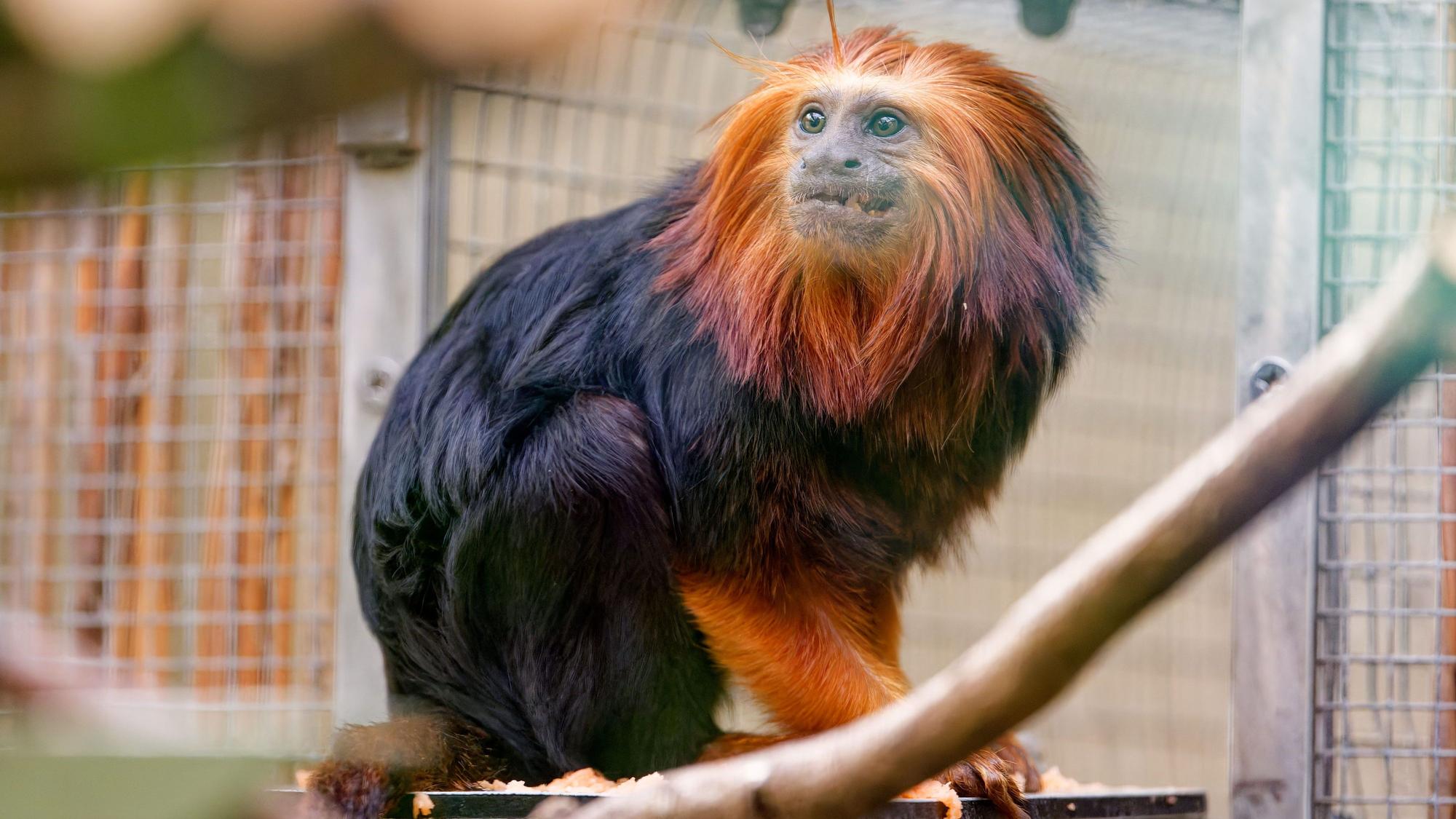 Goldkopfäffchen „Yara“ sitzt in ihrem Gehege im Tropenhaus im Kölner Zoo.