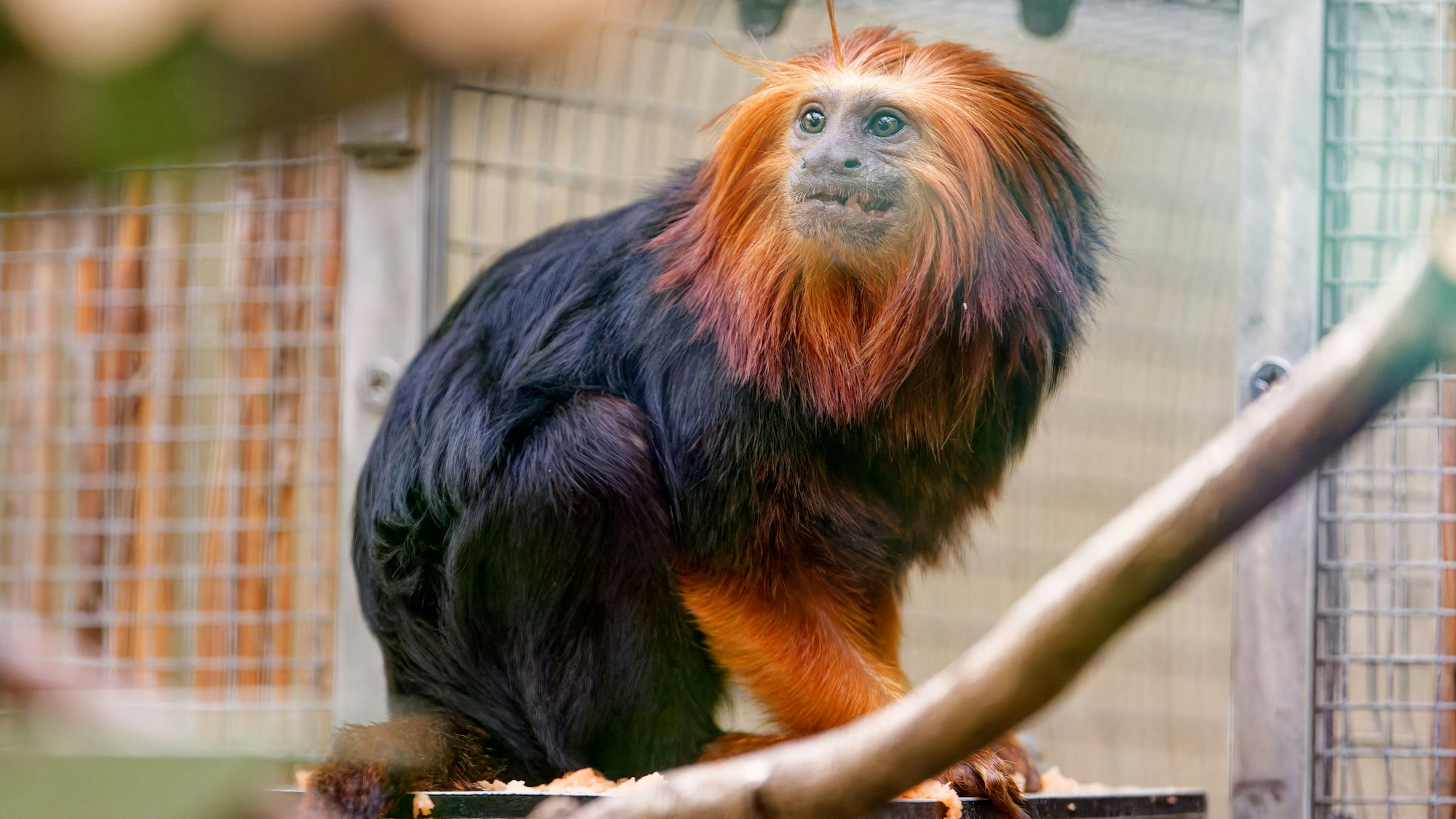 Goldkopfäffchen „Yara“ sitzt in ihrem Gehege im Tropenhaus im Kölner Zoo.