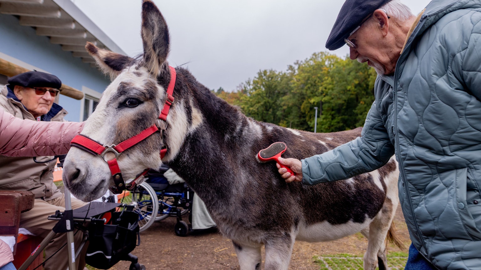06.10.2025, Süssendell: Bewohnerin Christel Lenertz und die Bewohner Peter Starke und Matthias Offergeld sind mit weiteren Bewohnern im Eselgehege.