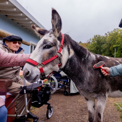 06.10.2025, Süssendell: Im offenen Demenzdorf im AWO Seniorenzentrum Süssendell in Stolberg bei Aachen können die Bewohner machen, was sie wollen. Auch in den Wald oder die Stadt spazieren. Das offene Konzept, aber auch viele Tiere wie Esel, Schafe, Ziegen und Hühner sollen die Lebensqualität steigern, aber auch die Medikamentengabe verringern - Bewohnerin Christel Lenertz und die Bewohner Peter Starke und Matthias Offergeld mit weiteren Bewohnern im Eselgehege. Foto: Thilo Schmülgen