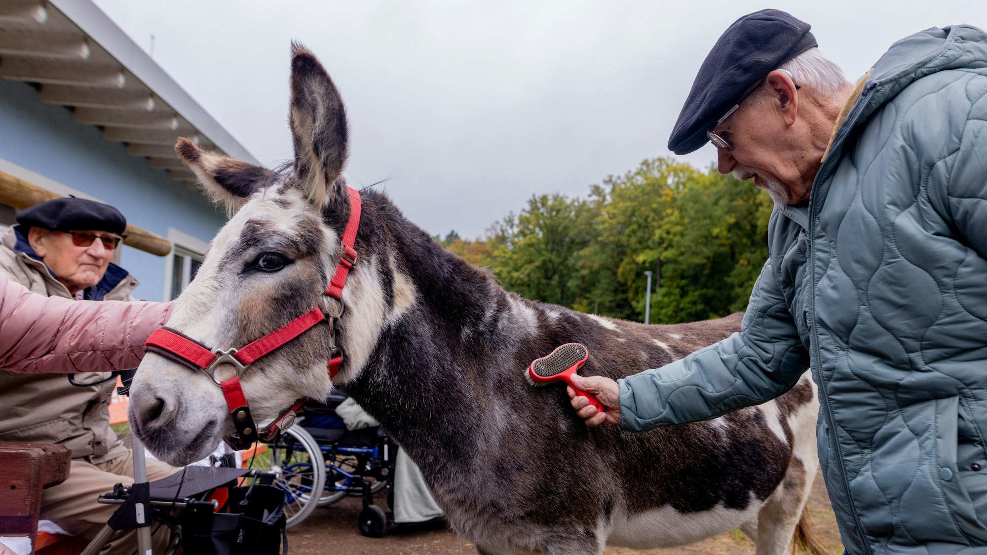 06.10.2025, Süssendell: Im offenen Demenzdorf im AWO Seniorenzentrum Süssendell in Stolberg bei Aachen können die Bewohner machen, was sie wollen. Auch in den Wald oder die Stadt spazieren. Das offene Konzept, aber auch viele Tiere wie Esel, Schafe, Ziegen und Hühner sollen die Lebensqualität steigern, aber auch die Medikamentengabe verringern - Bewohnerin Christel Lenertz und die Bewohner Peter Starke und Matthias Offergeld mit weiteren Bewohnern im Eselgehege. Foto: Thilo Schmülgen