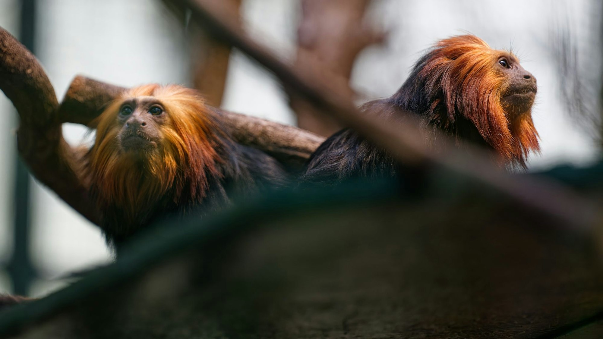 Die beiden Goldkopflöwenäffchen «Xanti» und «Yara» leben jetzt im Kölner Zoo.