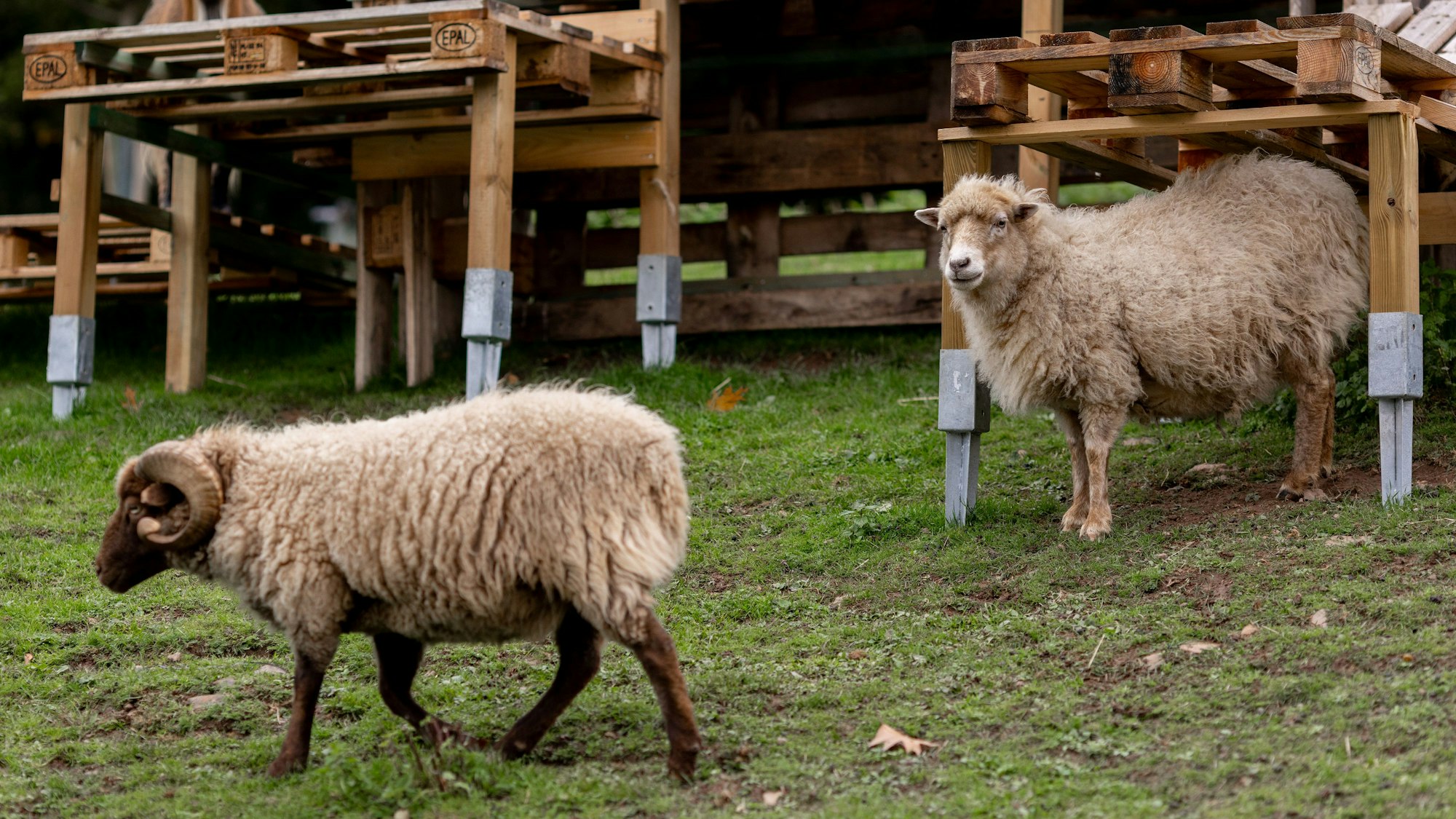 06.10.2025, Süssendell: Im offenen Demenzdorf im AWO Seniorenzentrum Süssendell in Stolberg bei Aachen können die Bewohner machen, was sie wollen. Auch in den Wald oder die Stadt spazieren. Das offene Konzept, aber auch viele Tiere wie Esel, Schafe, Ziegen und Hühner sollen die Lebensqualität steigern, aber auch die Medikamentengabe verringern. Foto: Thilo Schmülgen