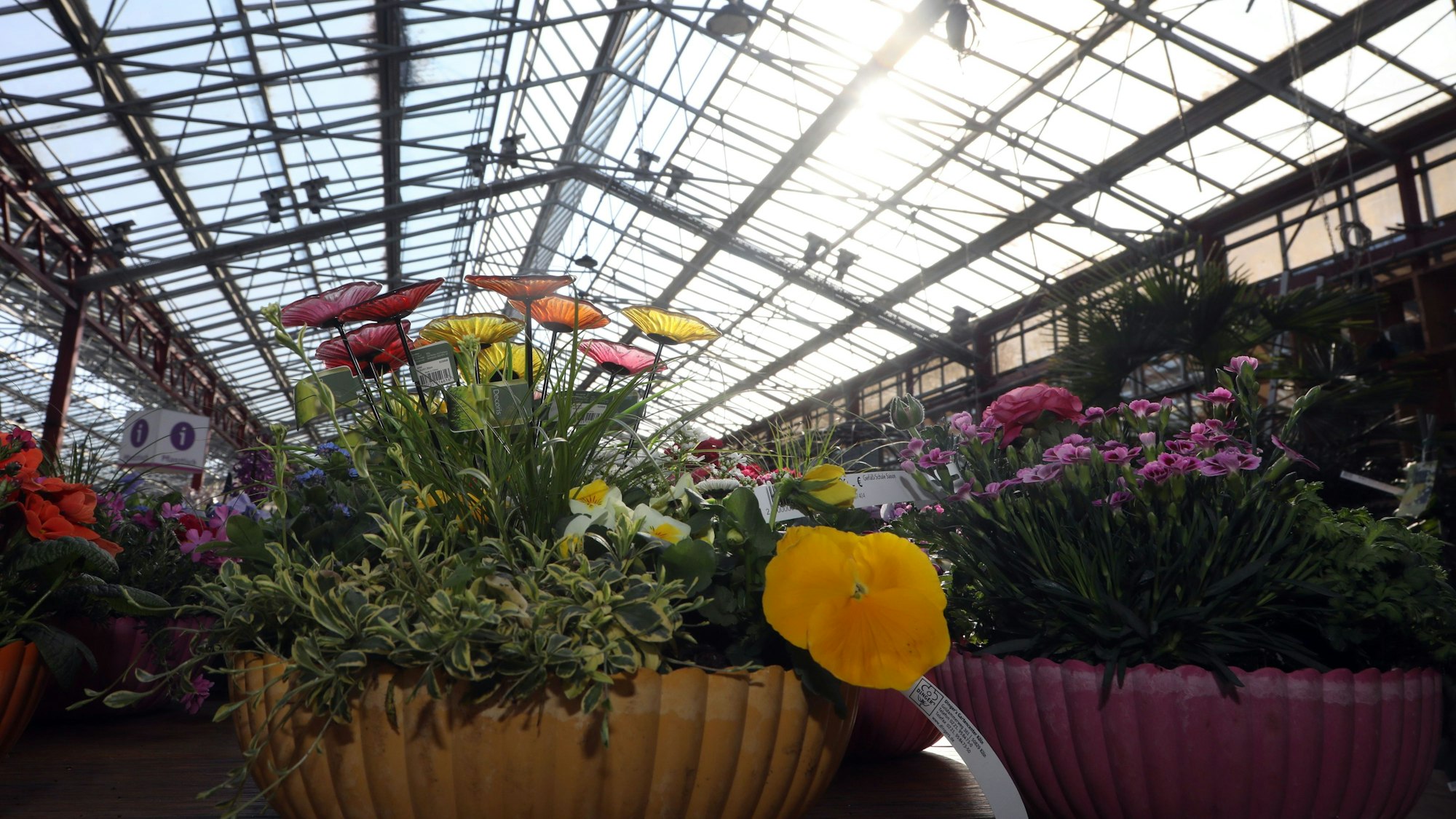 Dinger's Gartencenter ist eines der größten Gartencenter der Stadt und hat auch einige Veranstaltungen auf dem Plan stehen. Dinger's Gartencenter ist eines der größten Gartencenter der Stadt und hat auch einige Veranstaltungen auf dem Plan stehen. (Archivbild)