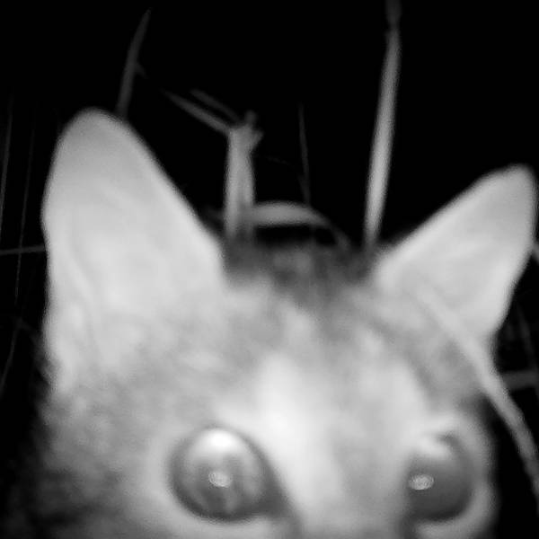 Fotos von Wildtierfotofallen im Nationalpark Eifel, hier: eine Wildkatze, die ganz nah ans Objektiv herangekommen ist.
