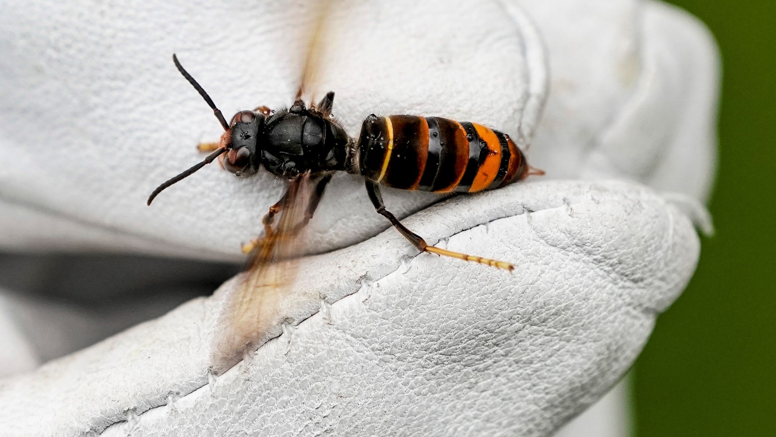 ILLUSTRATION – 27.08.2021, Hamburg: Eine Asiatische Hornisse (Vespa velutina nigrithorax) wird von einem Biologen mit einem Handschuh gehalten. (zu dpa: «Invasive Asiatische Hornisse in Sachsen-Anhalt nachgewiesen») Foto: Axel Heimken/dpa +++ dpa-Bildfunk +++
