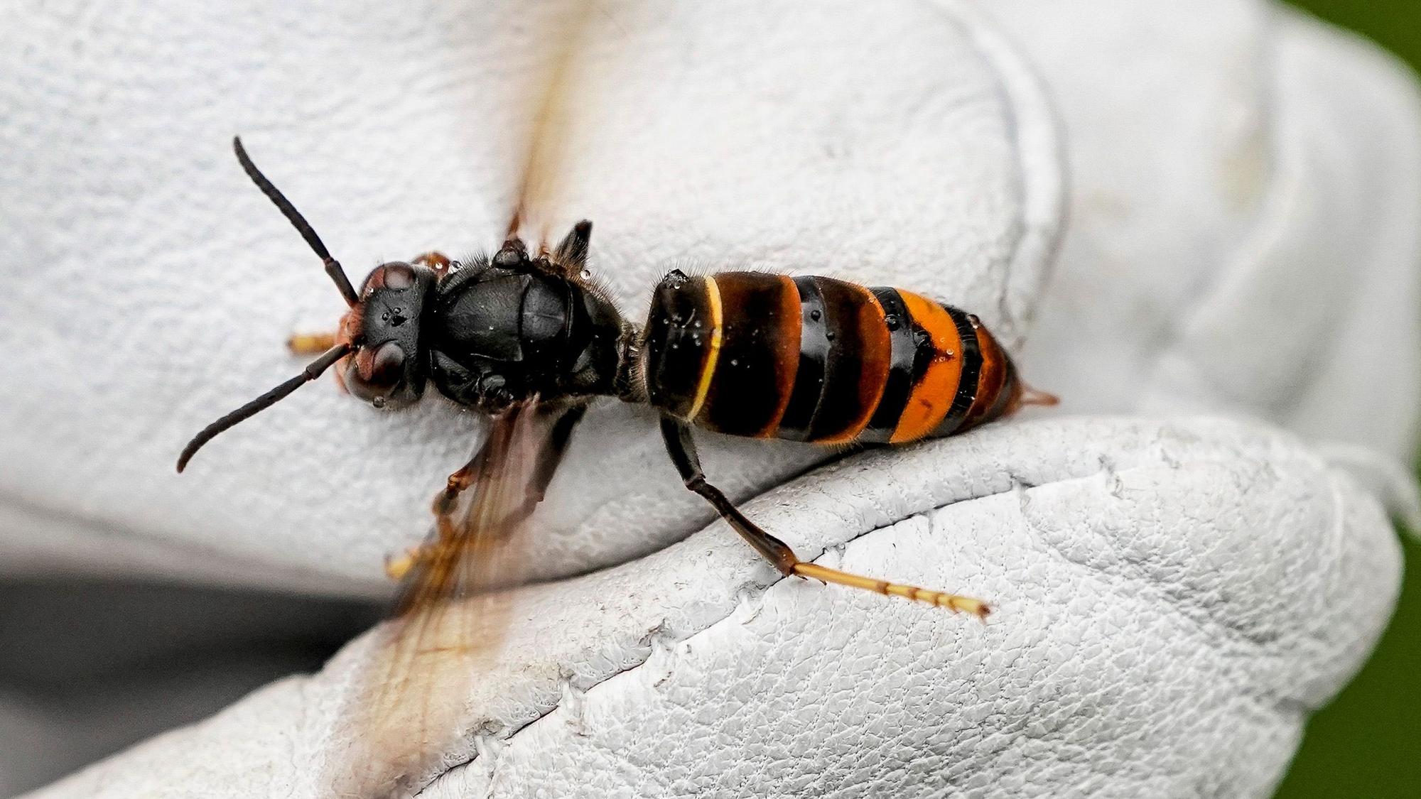 ILLUSTRATION – 27.08.2021, Hamburg: Eine Asiatische Hornisse (Vespa velutina nigrithorax) wird von einem Biologen mit einem Handschuh gehalten. (zu dpa: «Invasive Asiatische Hornisse in Sachsen-Anhalt nachgewiesen») Foto: Axel Heimken/dpa +++ dpa-Bildfunk +++