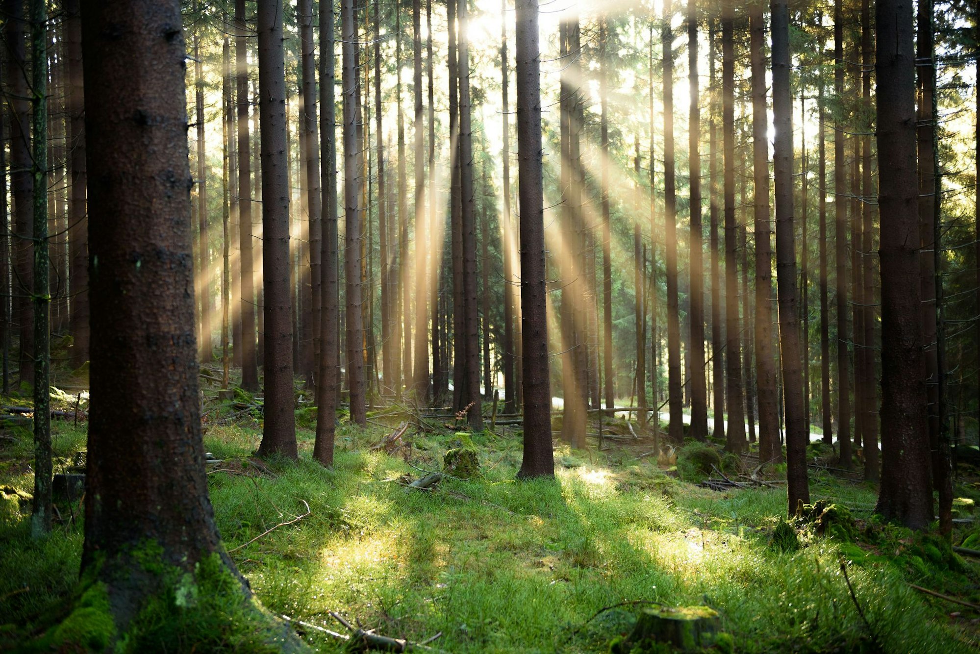 Was als Abkürzung durch den Wald begann, wurde zur stundenlangen Irrfahrt mit gefährlichem Ende. (Symbolbild)