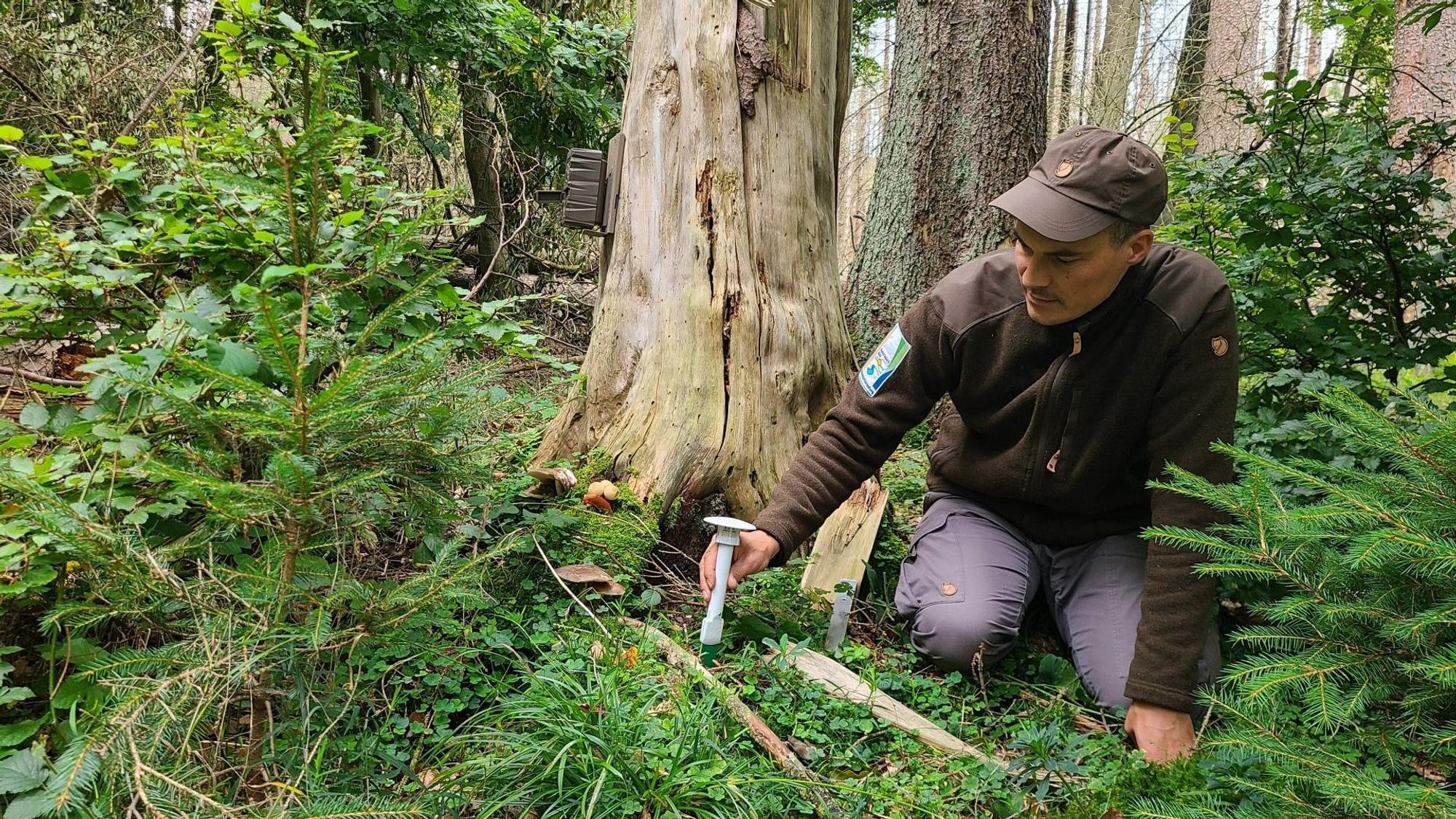 Sönke Twietmeyer kniet neben einem Baum auf dem Waldboden, um einen Audio-Logger für eine Messreihe aufzustellen.