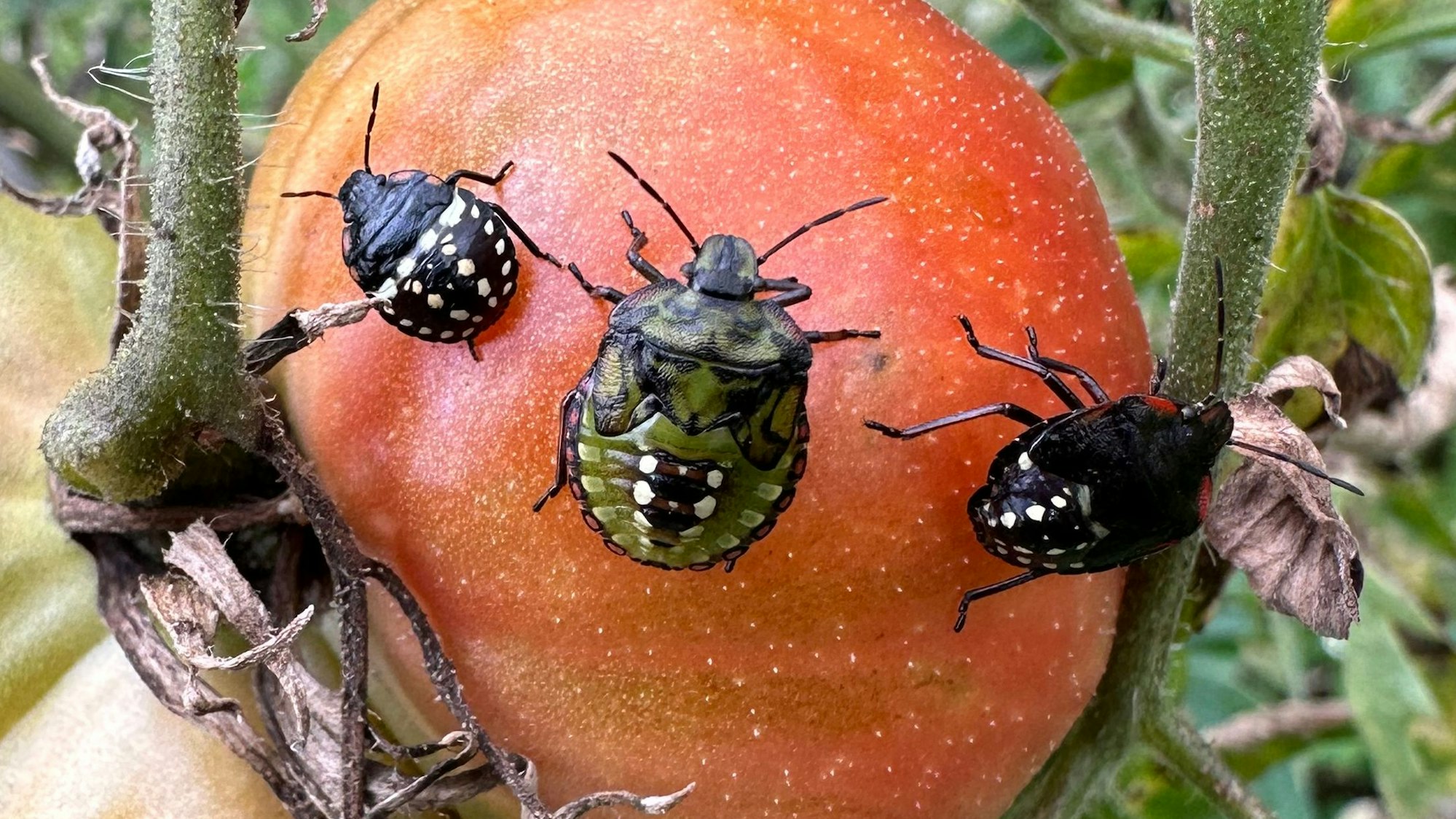 Grüne Reiswanzen an einer Tomate.