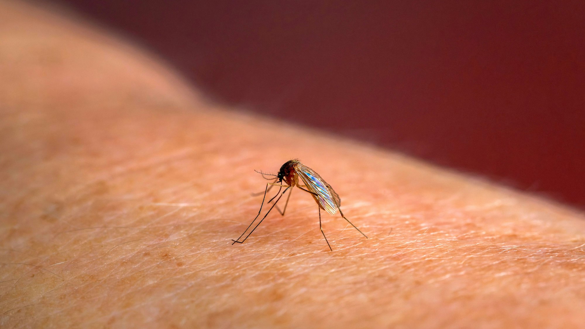 Eine Stechmücke sucht sich auf der menschlichen Haut eine Stelle zum Blut saugen.