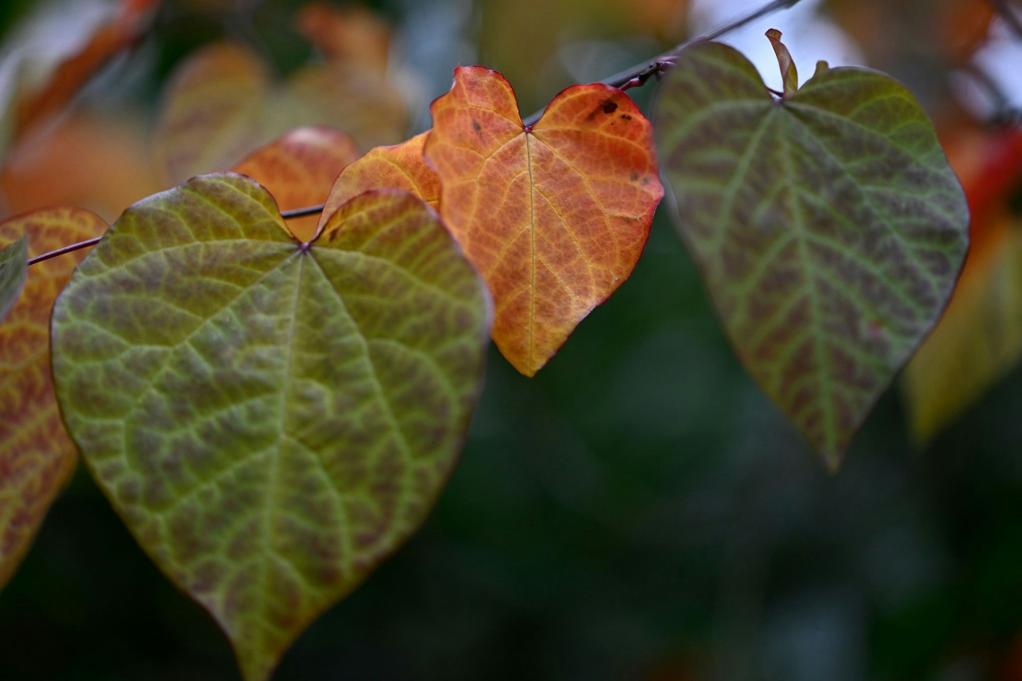 Das Herbstwetter in NRW bleibt in den nächsten Tagen trübe.
