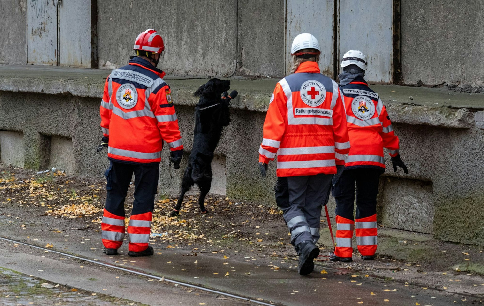 Dabei sind mehrere Rettungshundestaffeln im Einsatz.