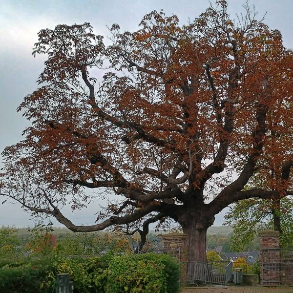 Aktuell zeigt sich der berühmte Baum mit rotbraunen Blättern. Im Hintergrund ist die Kirchturmspitze zu sehen.