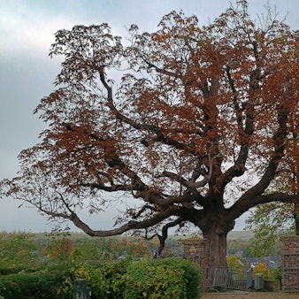 Aktuell zeigt sich der berühmte Baum mit rotbraunen Blättern. Im Hintergrund ist die Kirchturmspitze zu sehen.