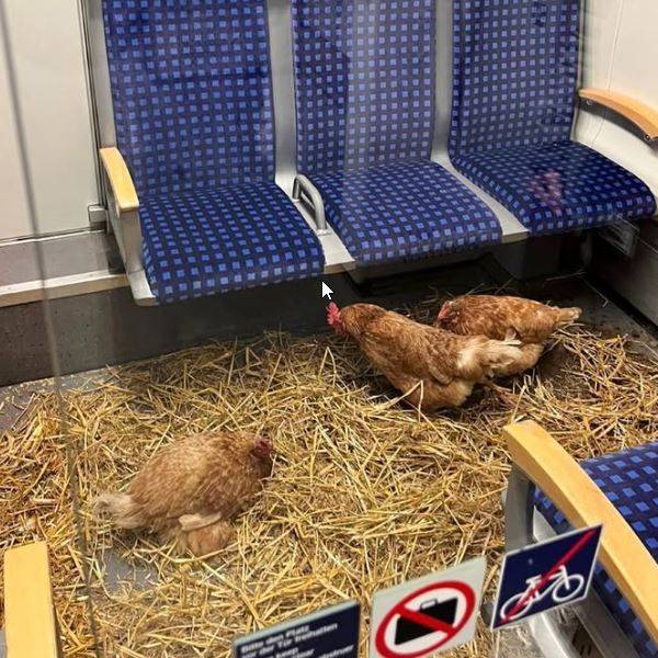 Hühner auf Stroh. Man sieht noch die Sitze der S-Bahn.